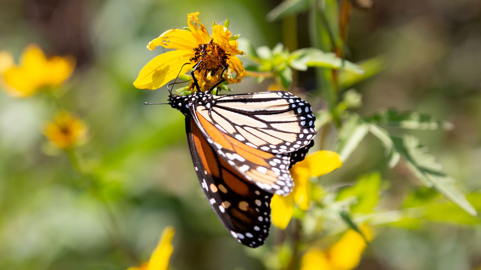 Monarch butterfly on a flower in a meadow