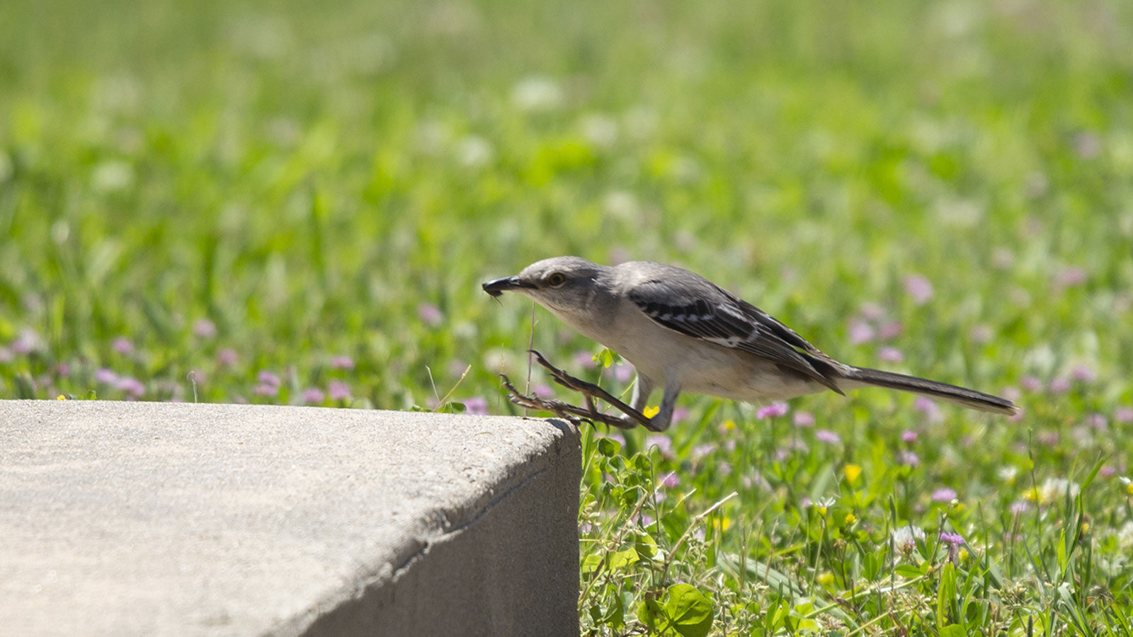 Northern mockingbird leaping onto a cement slab with a bug in its beak