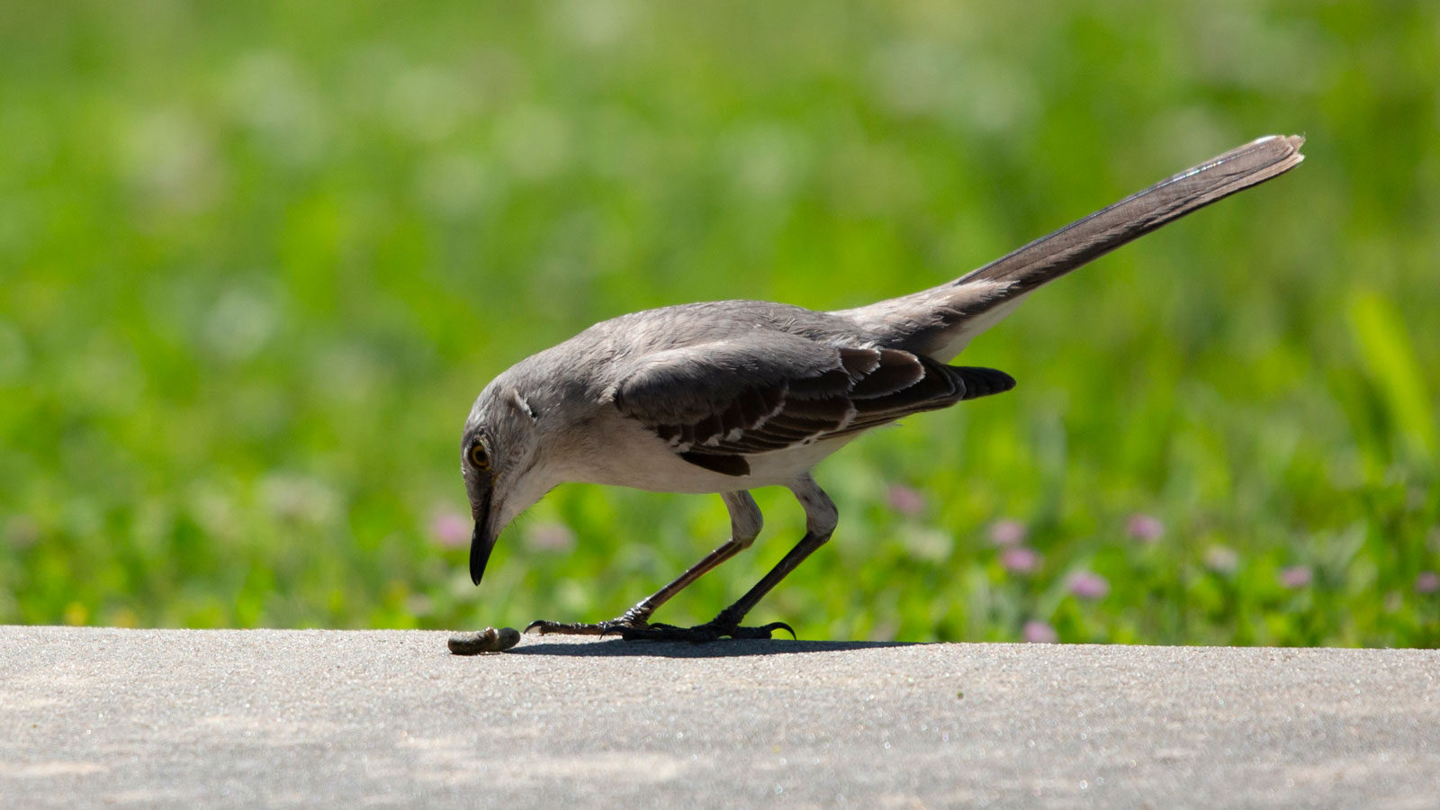 Northern mockingbird with a grub on a slab of cement
