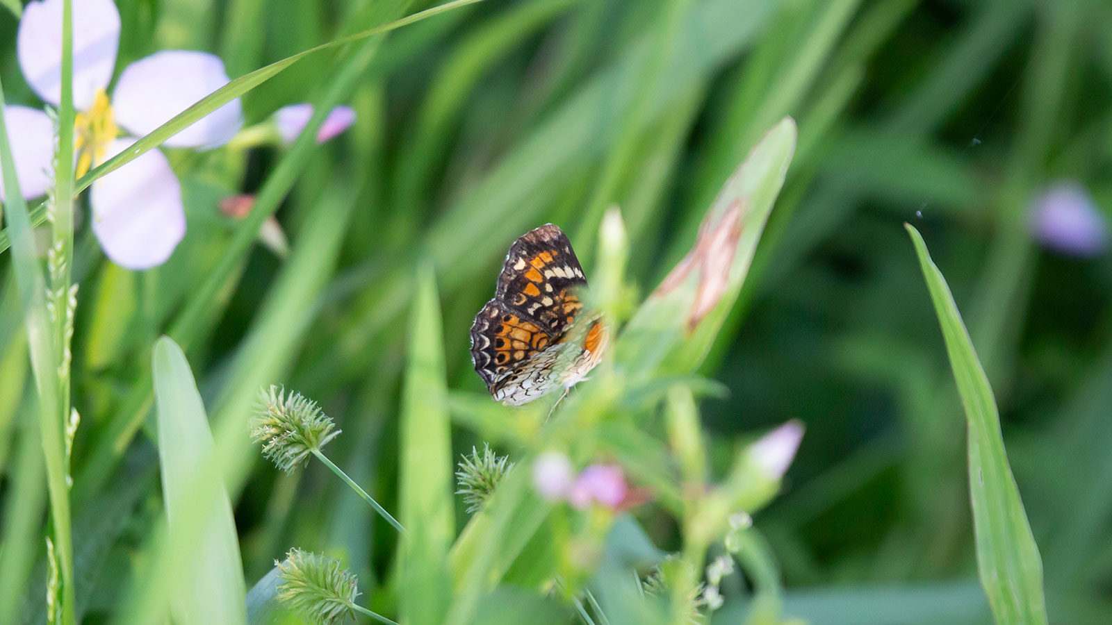 Phaon crescent butterfly on a blade of grass