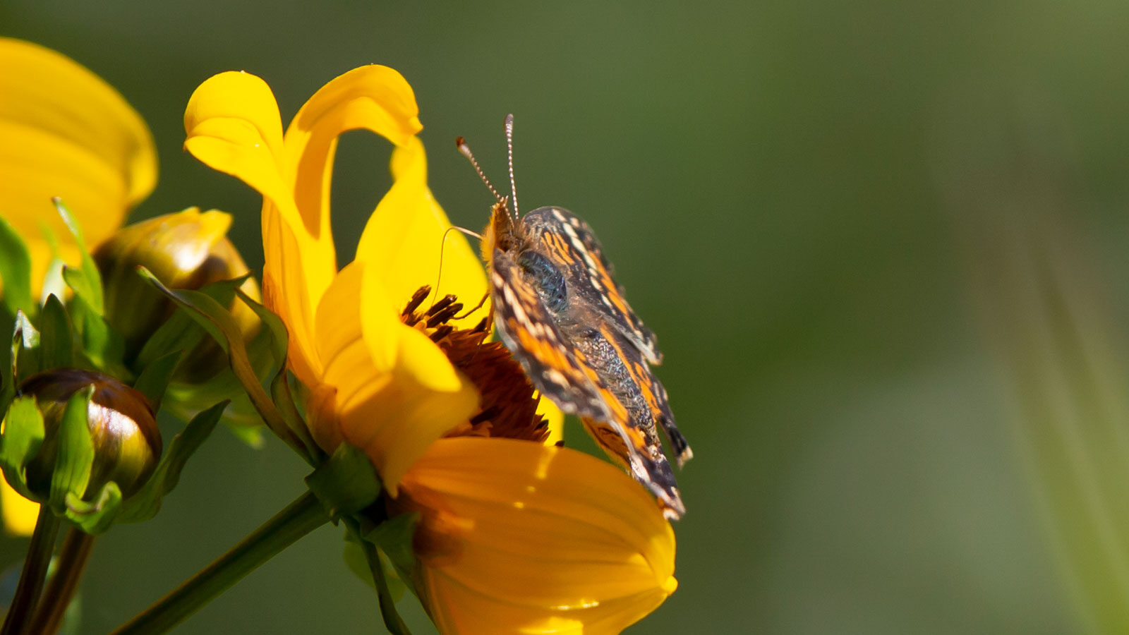 Phaon crescent butterfly on a large-bur marigold