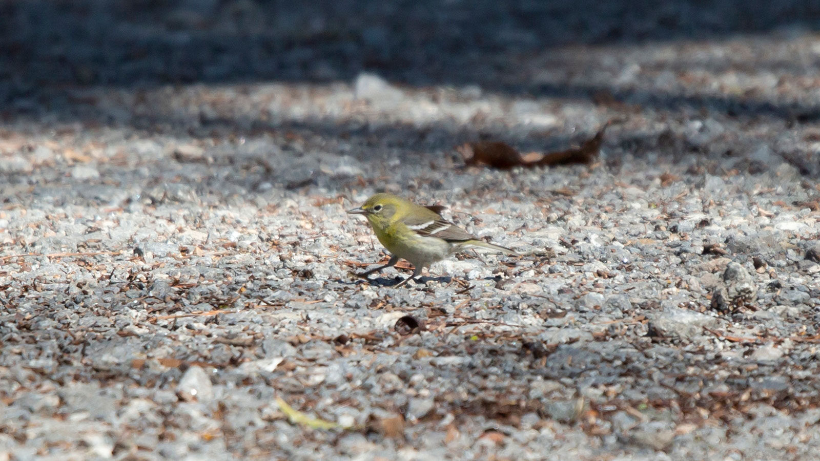 Pine warbler standing on a rocky path