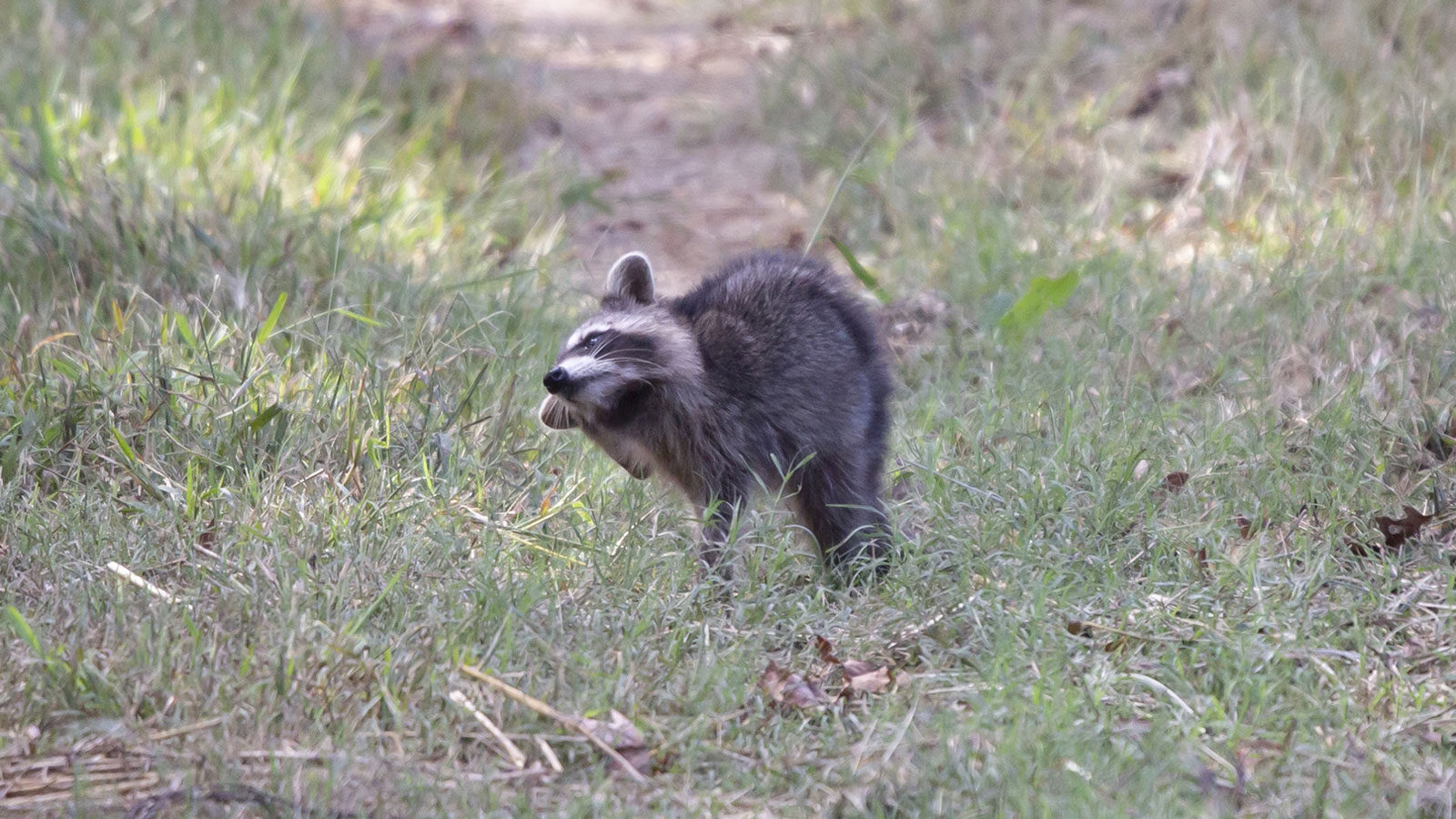 Raccoon grooming in grass