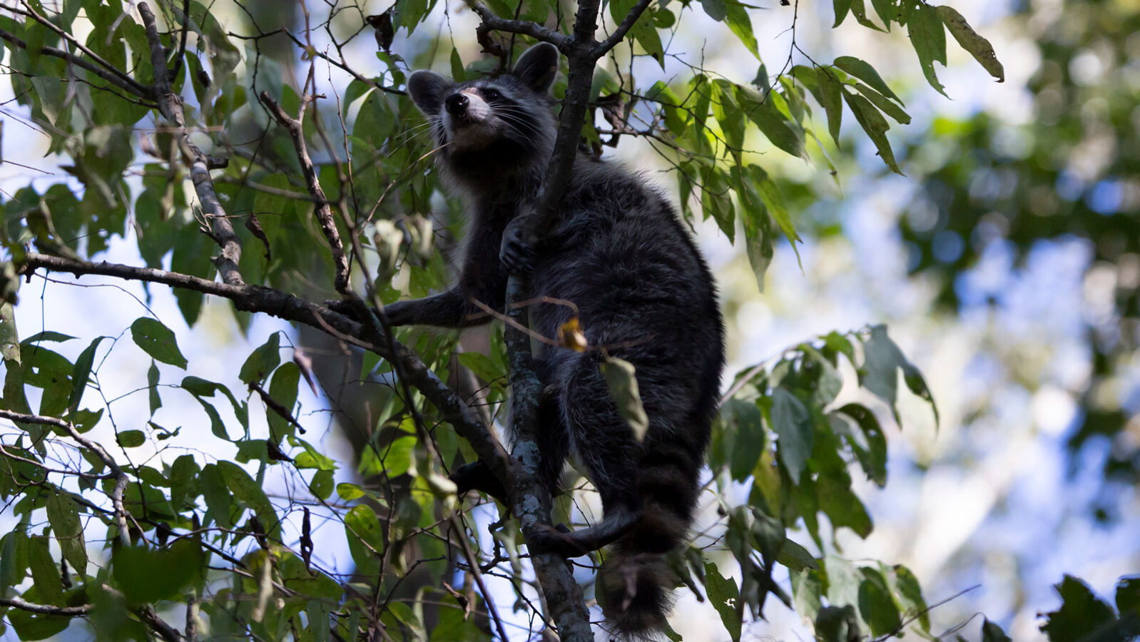 Raccoon climbing a thin tree
