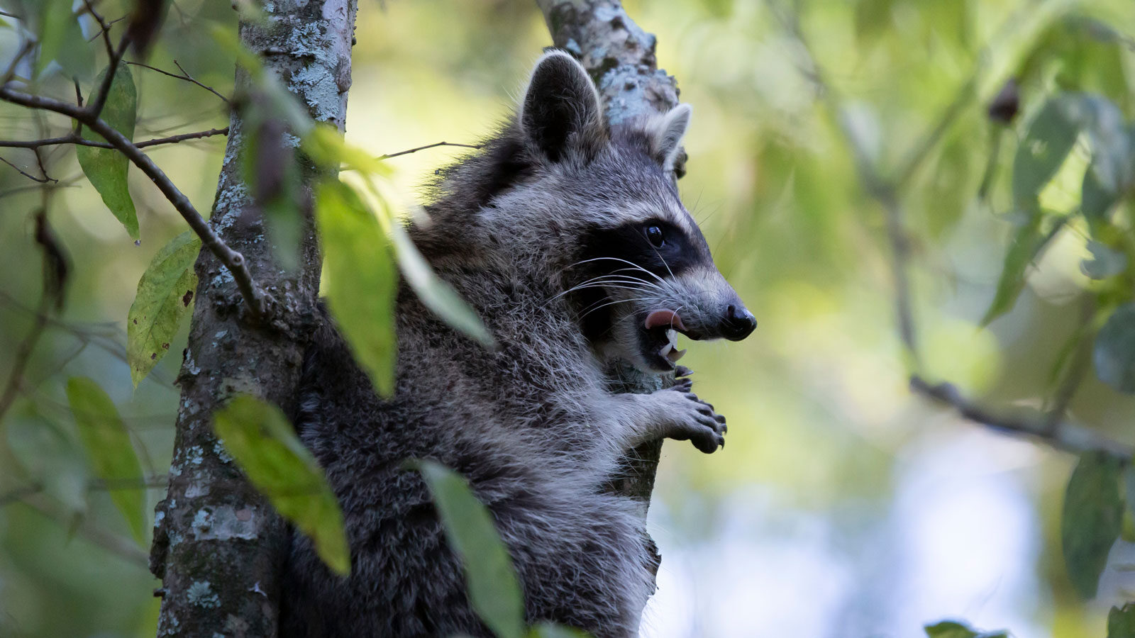 Raccoon looking out from a tree