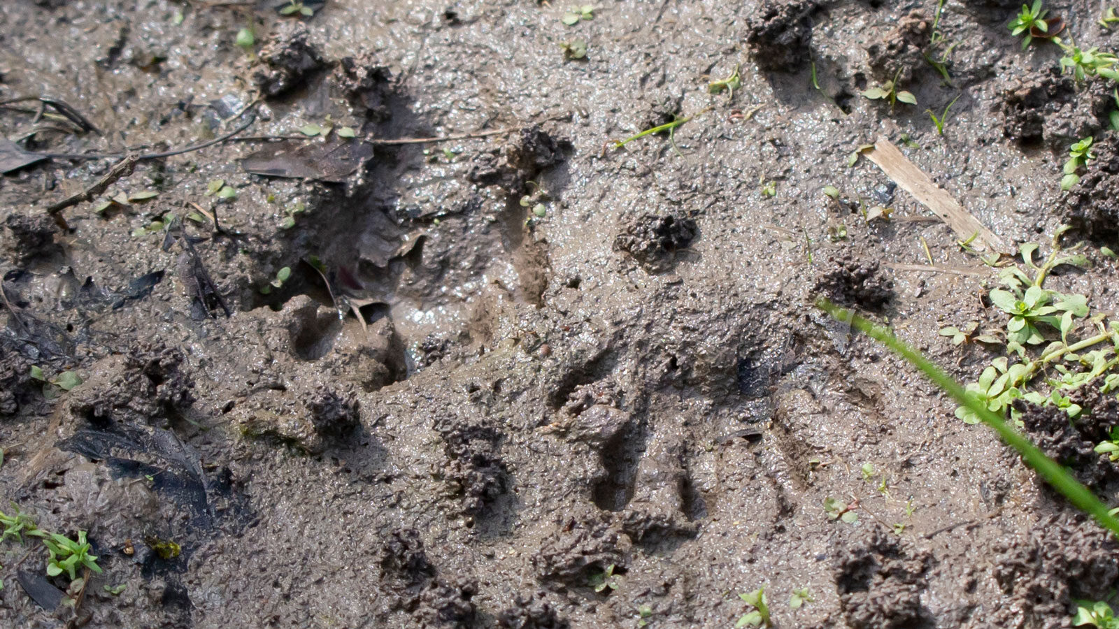 Raccoon tracks in the mud