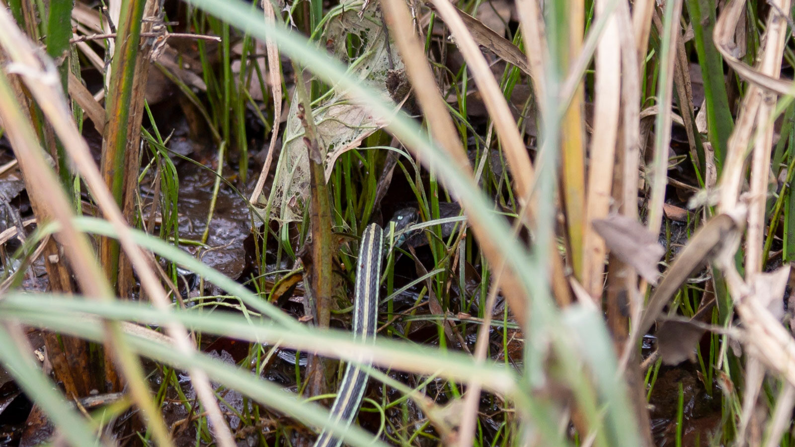 Eastern ribbon snake crawling through a swamp