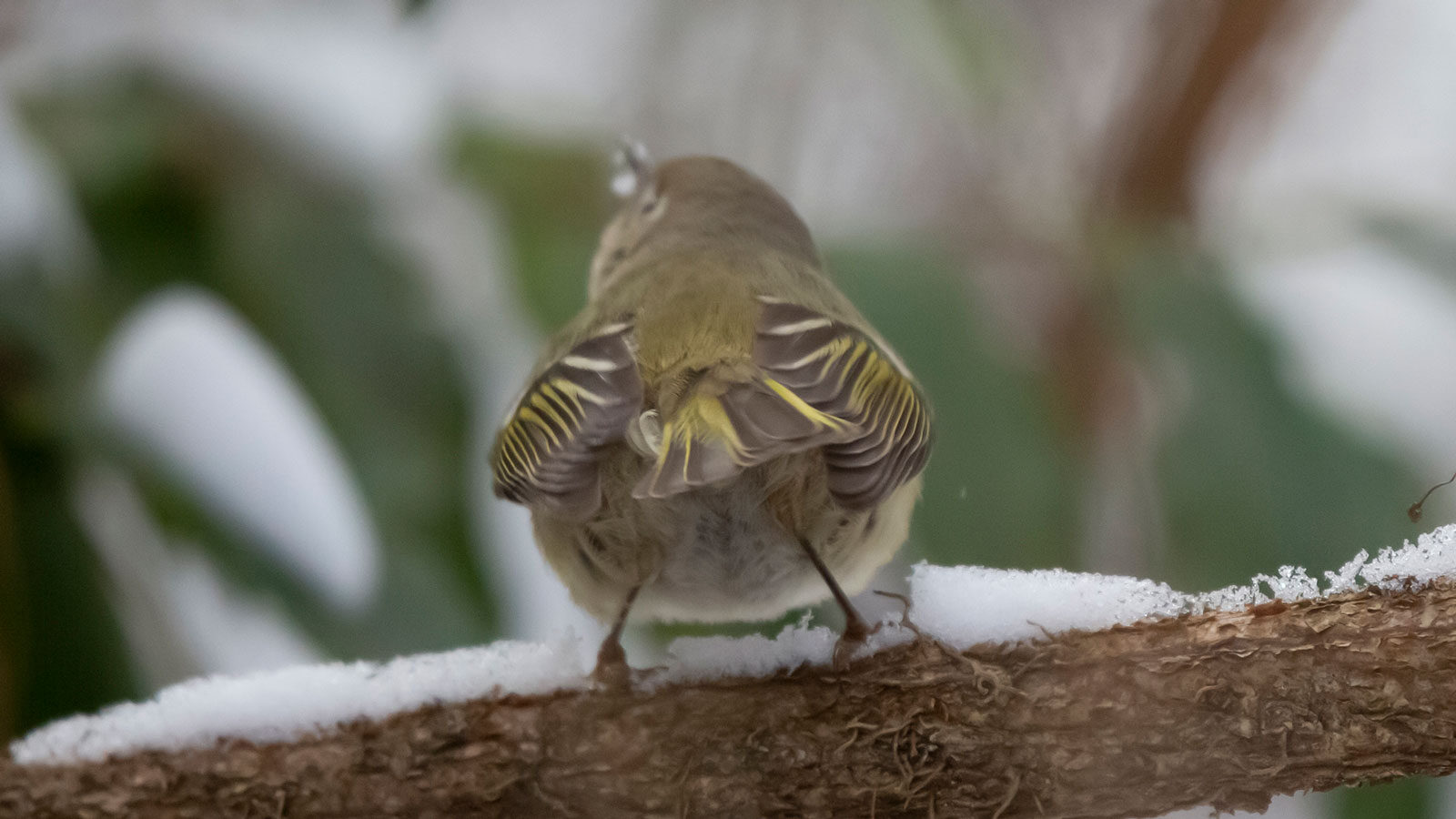 Ruby-crowned kinglet looking out as it forages from a snow-covered branch