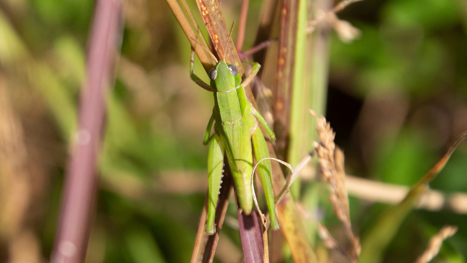 Short-winged grasshopper clinging to a tall weed
