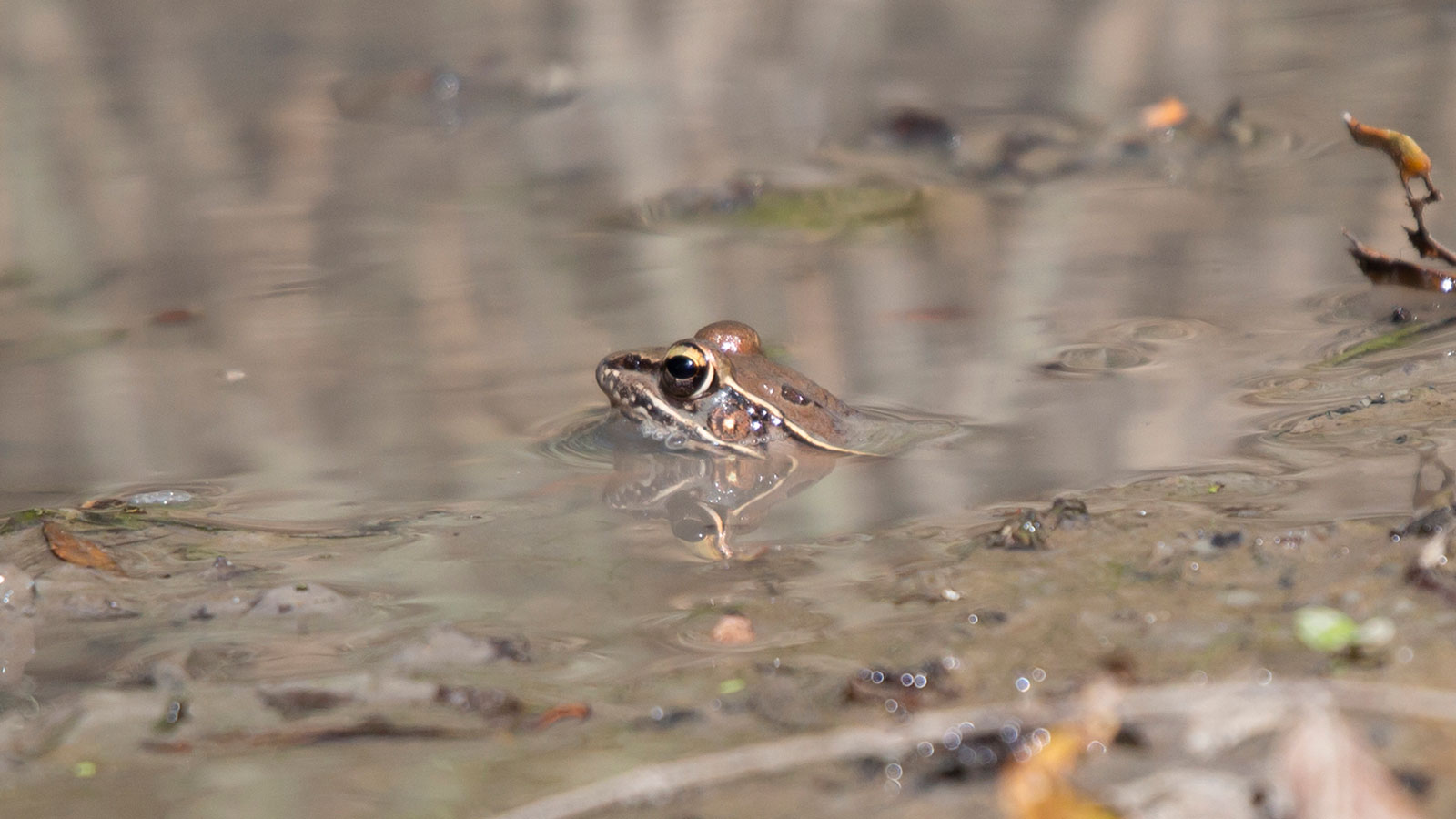 Southern leopard frog mostly submerged in a mud puddle