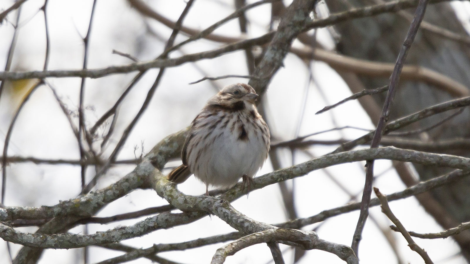 Song sparrow on a tree branch