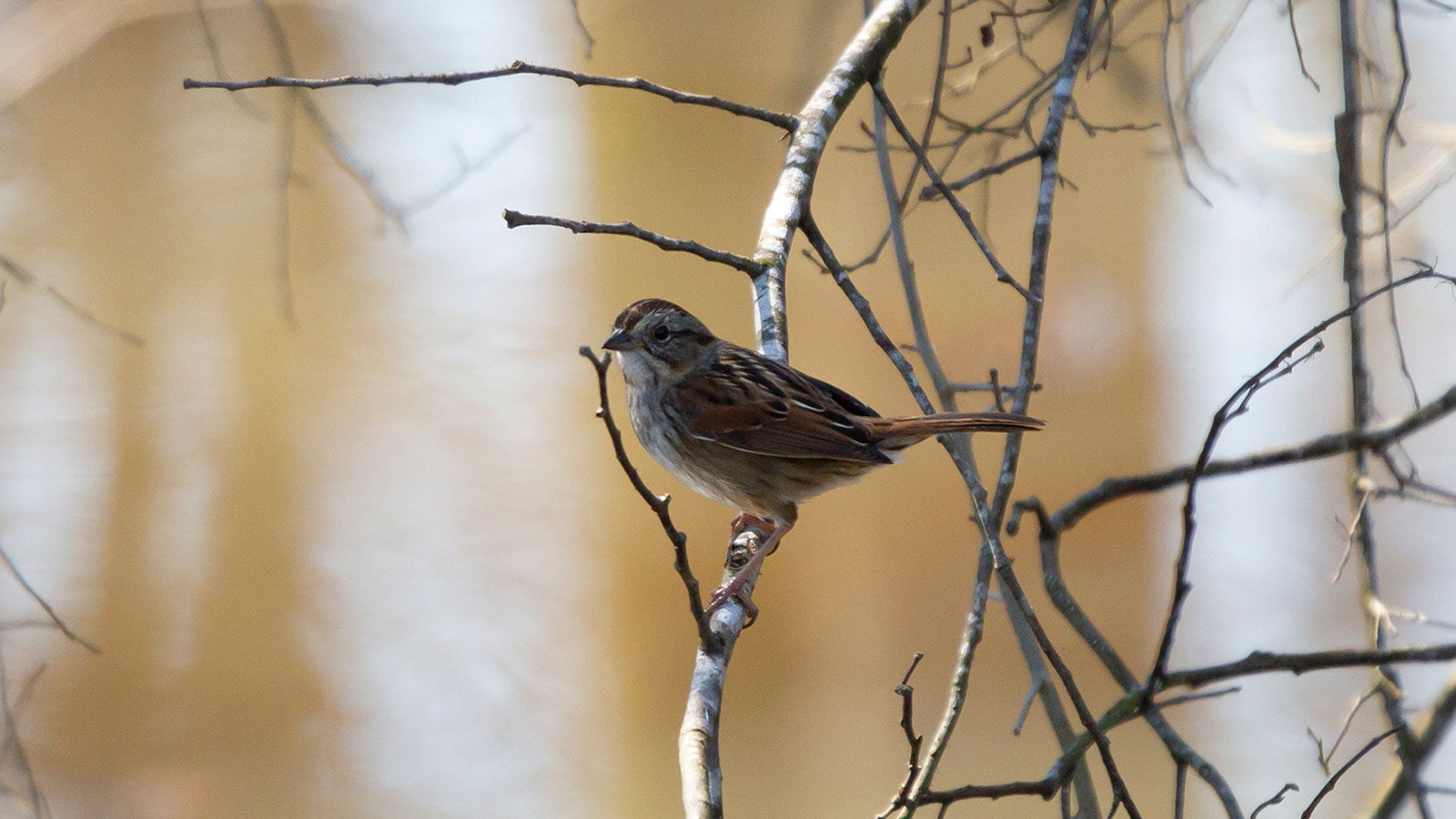 LIncoln's sparrow perched on a tree branch over murky water