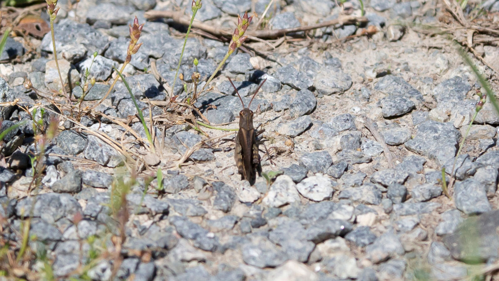 Sulphur-winged grasshopper on a gravel path