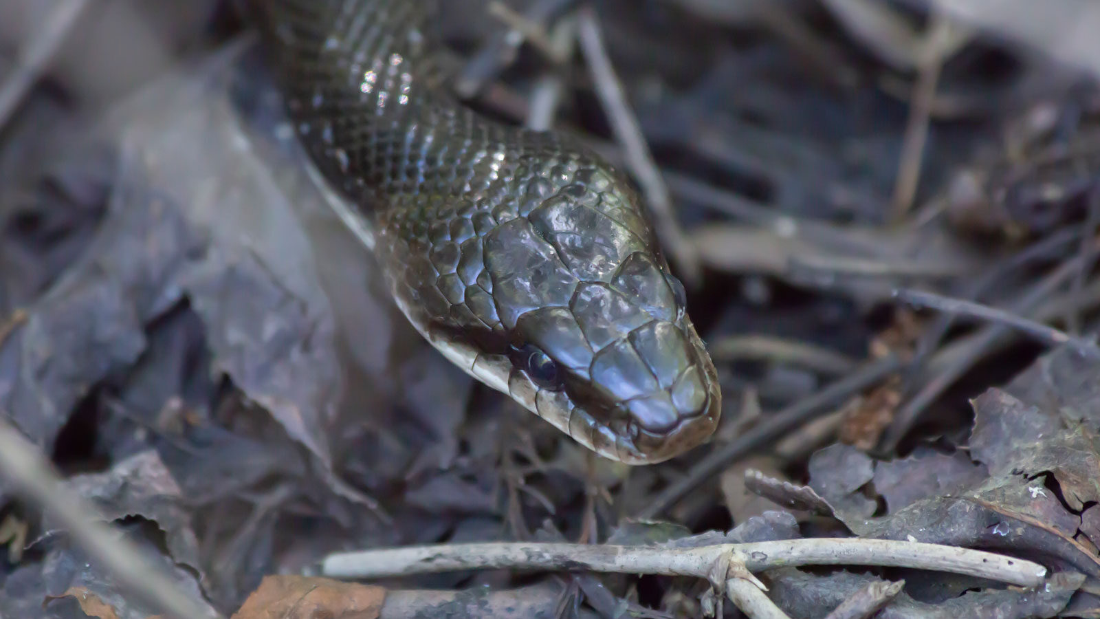 Close up of a black western rat snake (chicken snake) head