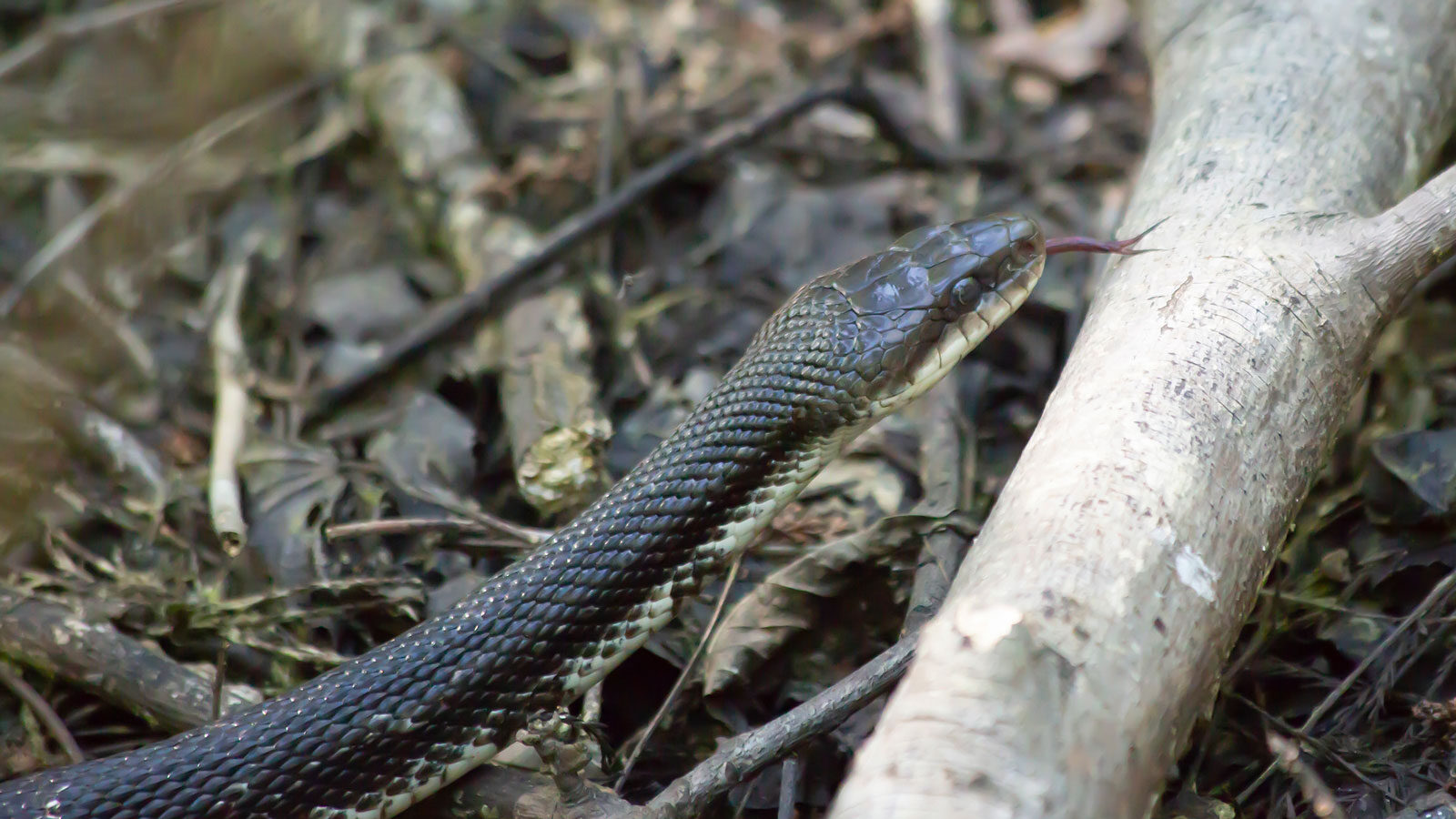 Black western rat snake (chicken snake) crawling over a limb