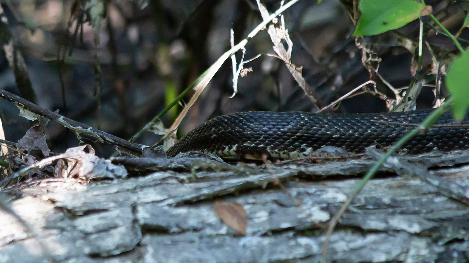 Black western rat snake (chicken snake) crawling over a log