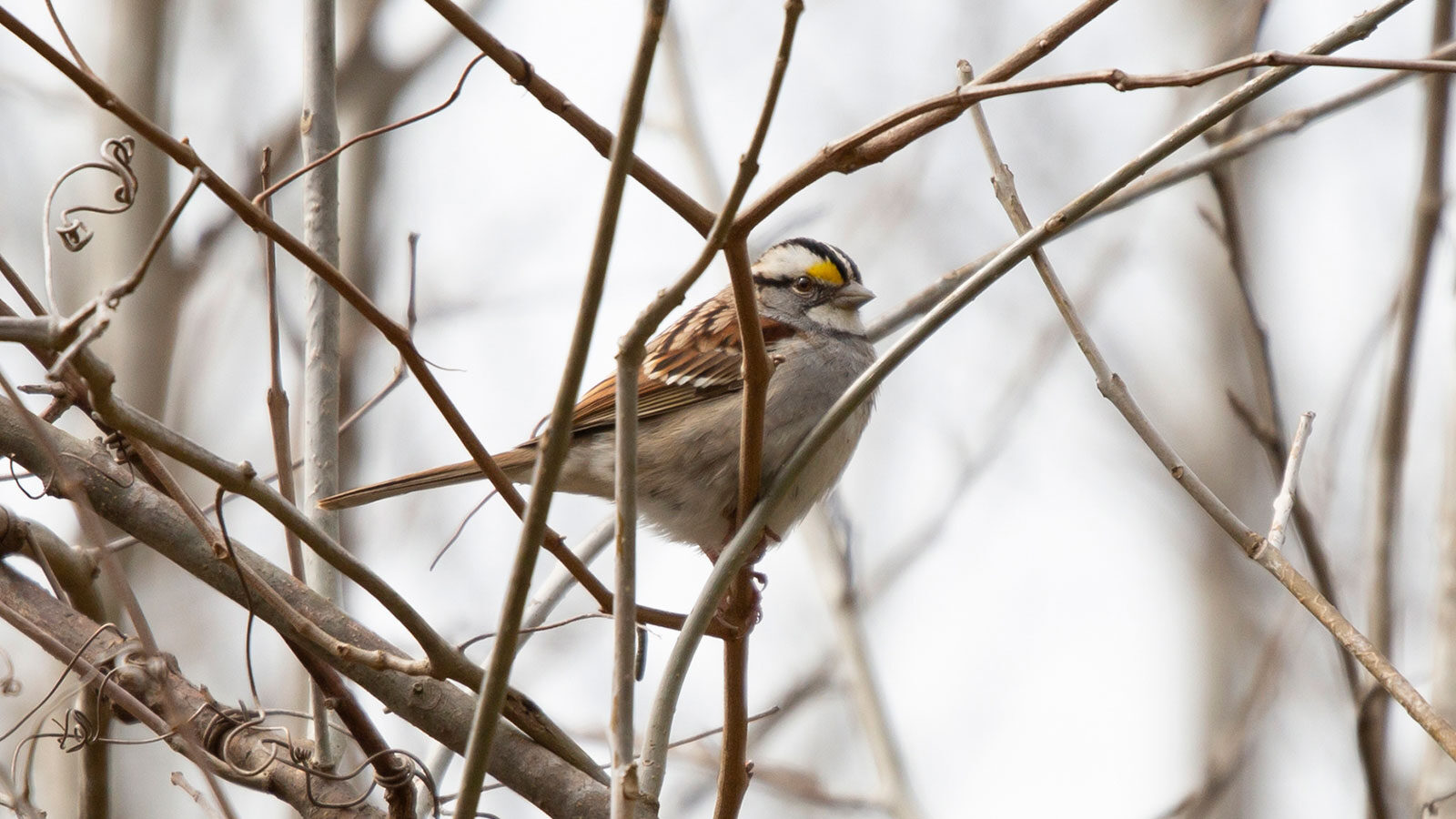 White-throated sparrow looking out from a branch on a gray day