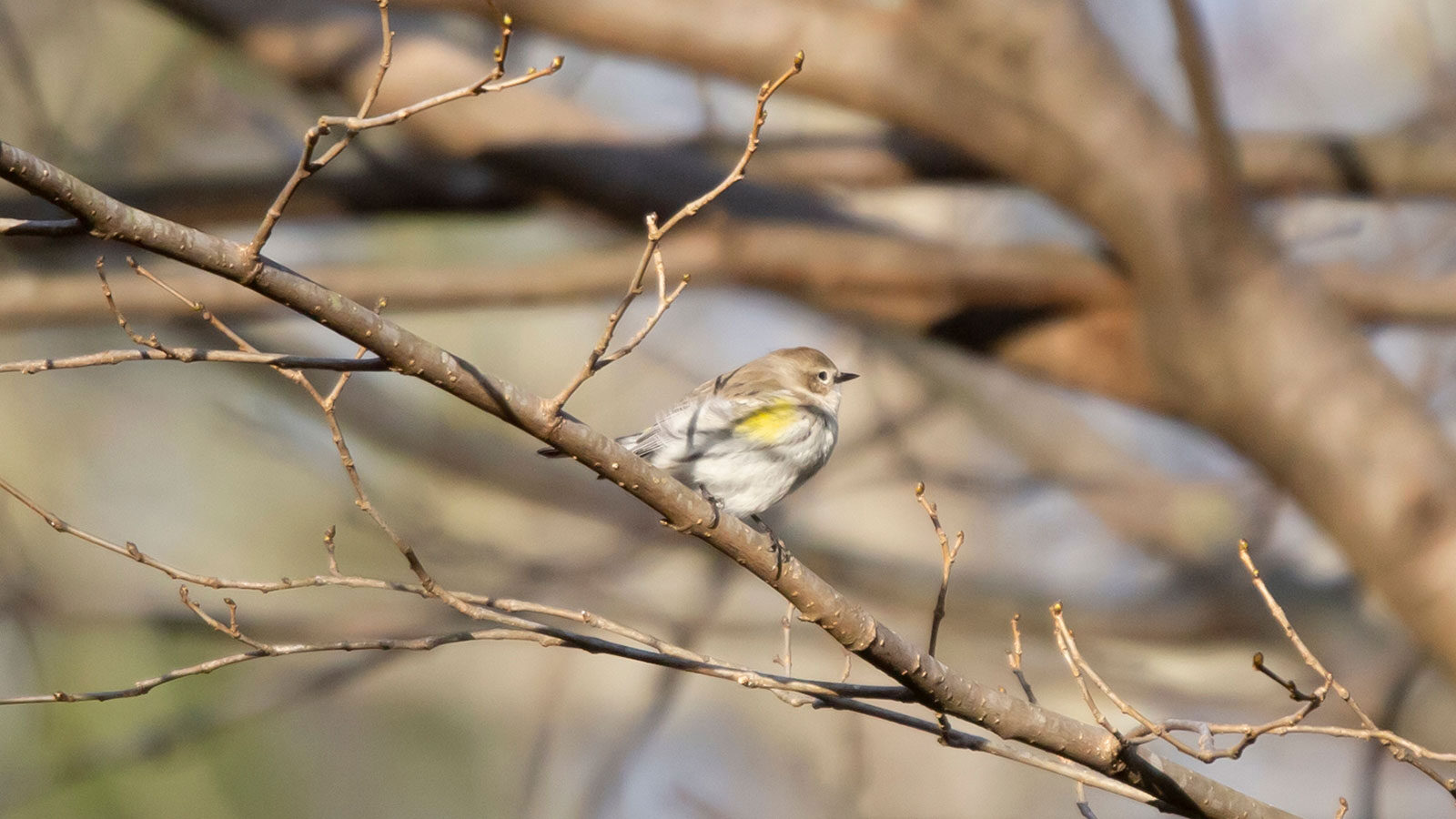 Female yellow-rumped warbler on a tree branch