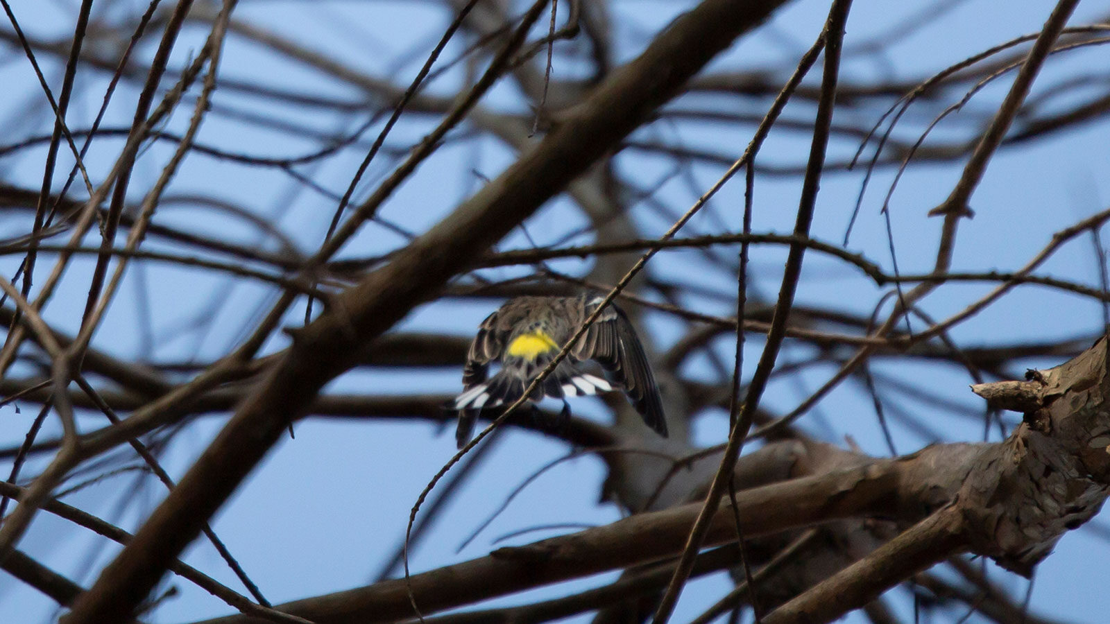 Female yellow-rumped warbler flying away
