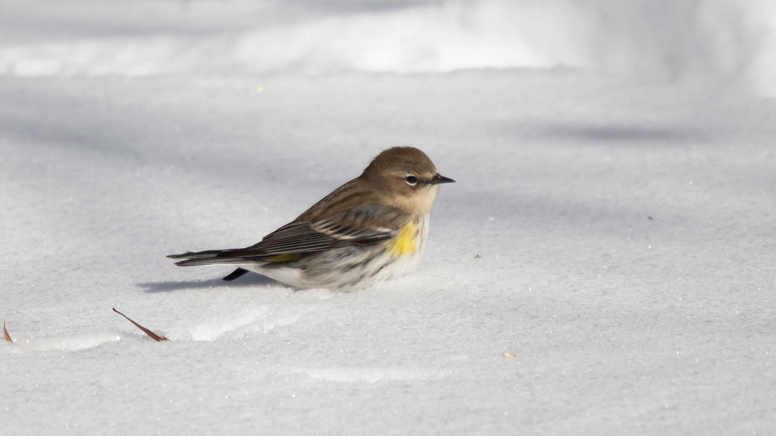 Female yellow-rumped warbler standing in shallow snow