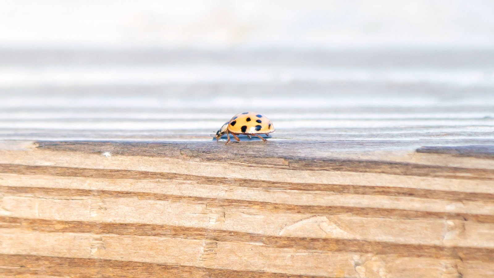 Asian lady beetle on a wooden platform