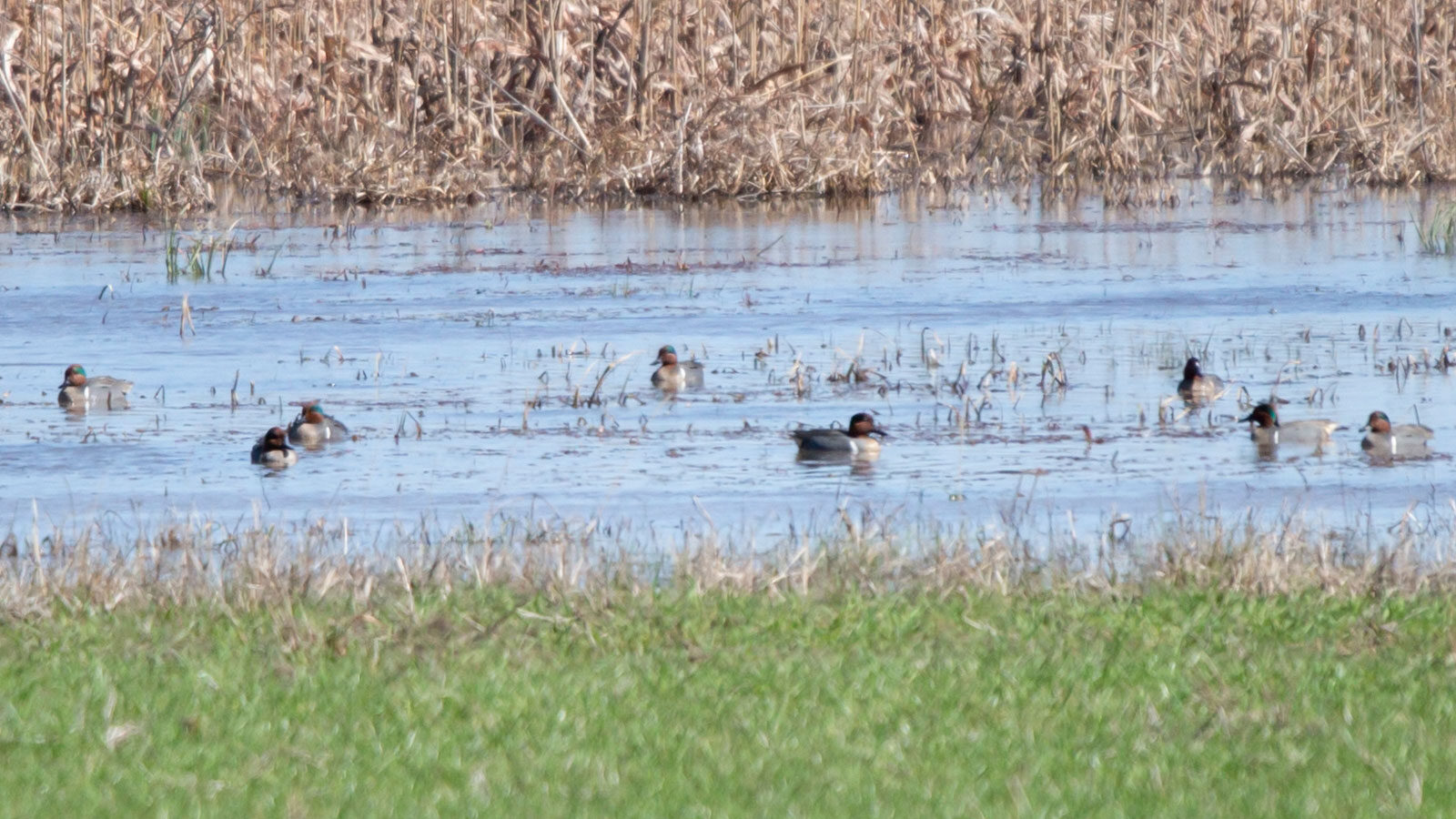 Flock of male green-winged teal ducks and a male blue-winged duck swimming