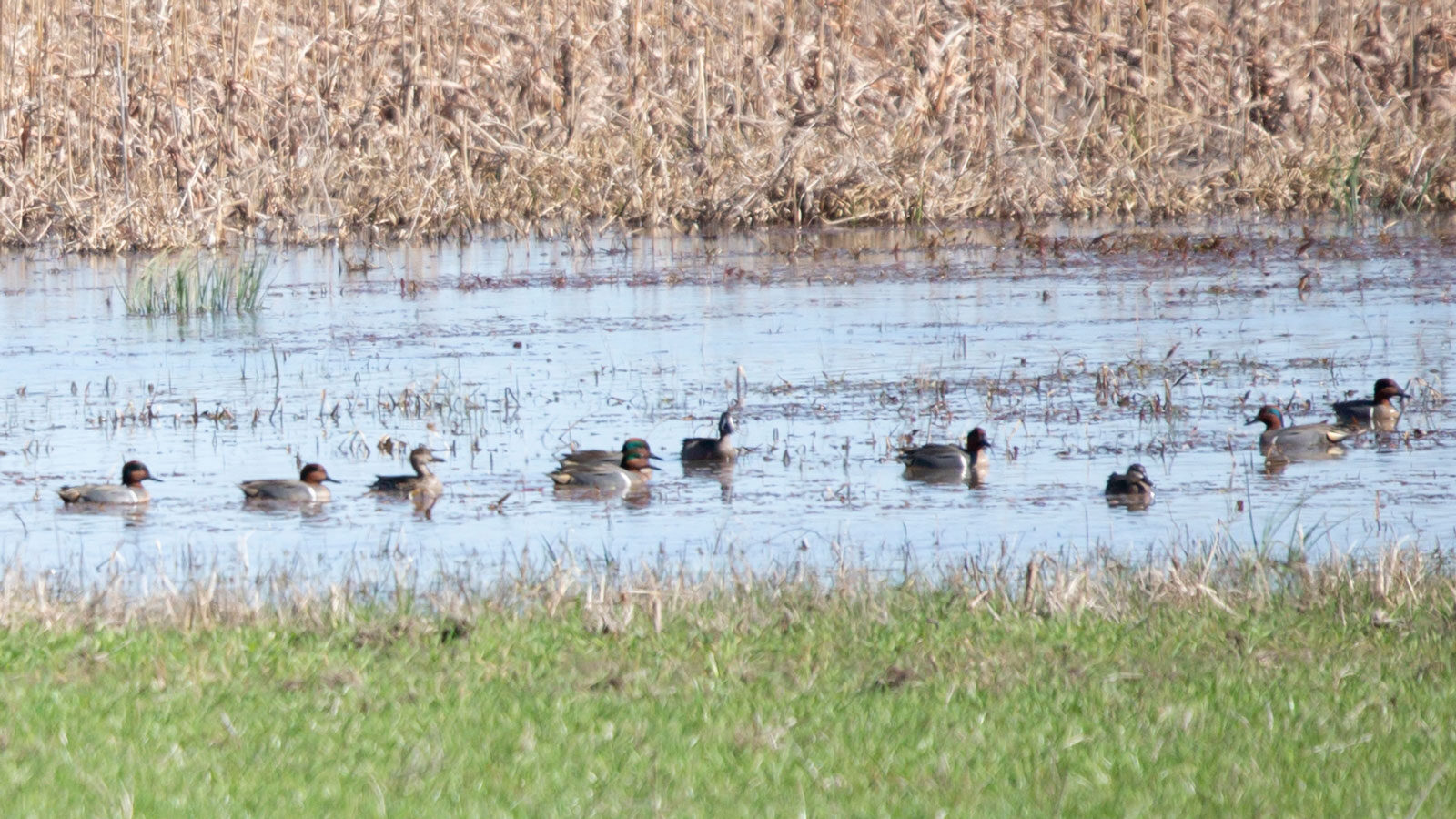 Flock of male green-winged teal ducks with a female duck and a blue-winged teal duck swimming