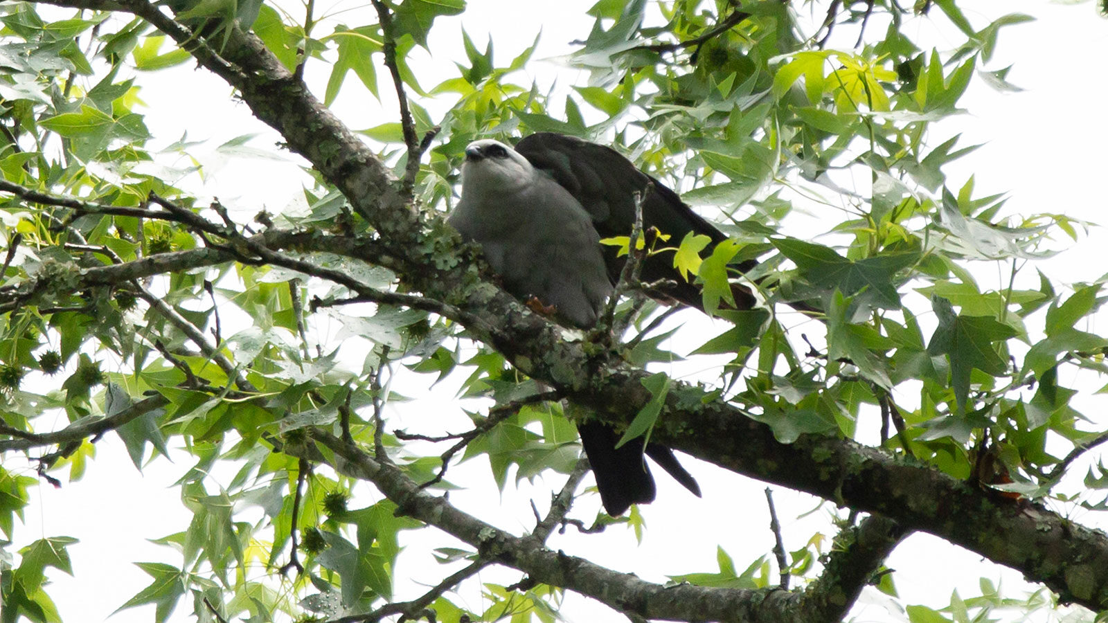 Adult Mississippi kite gearing up to take off from a tree branch