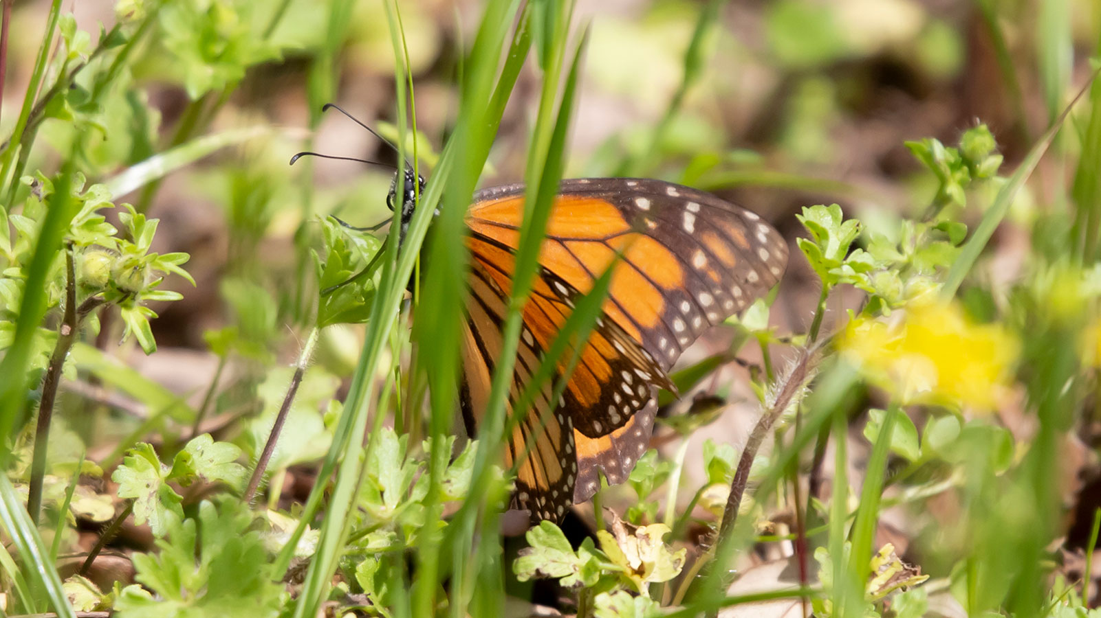 Monarch butterfly in a meadow