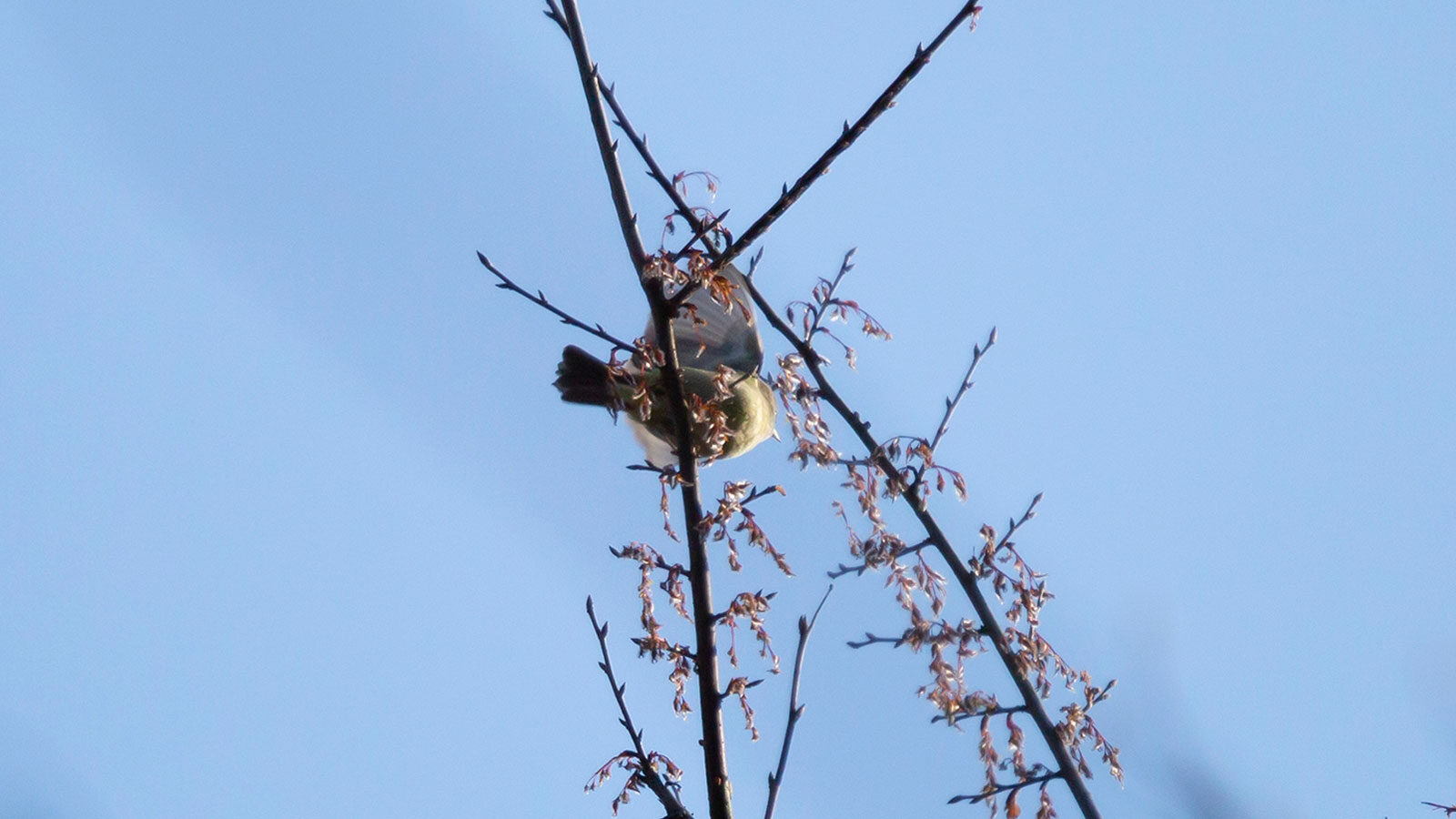 Mourning warbler landing on a branch