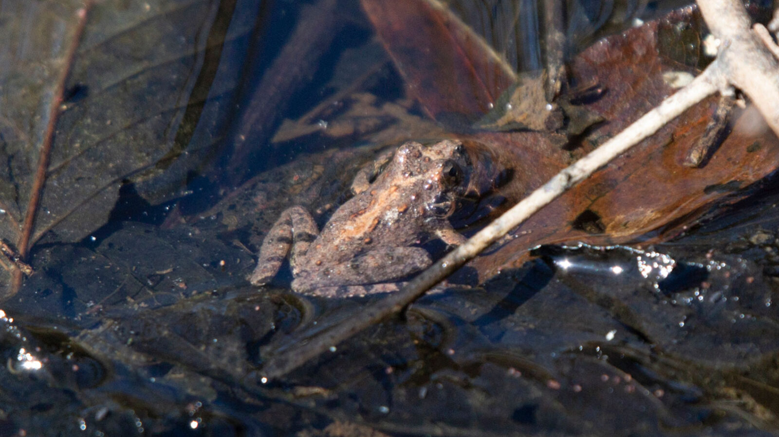 Northern cricket frog in shallow, stagnant water