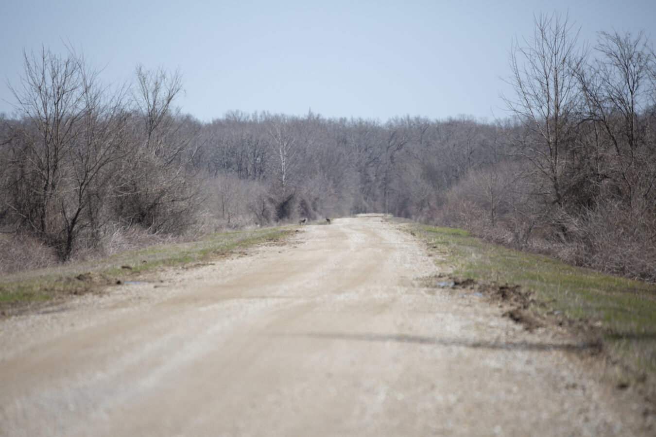 Pair of out of focus coyotes down a desolate dirt road