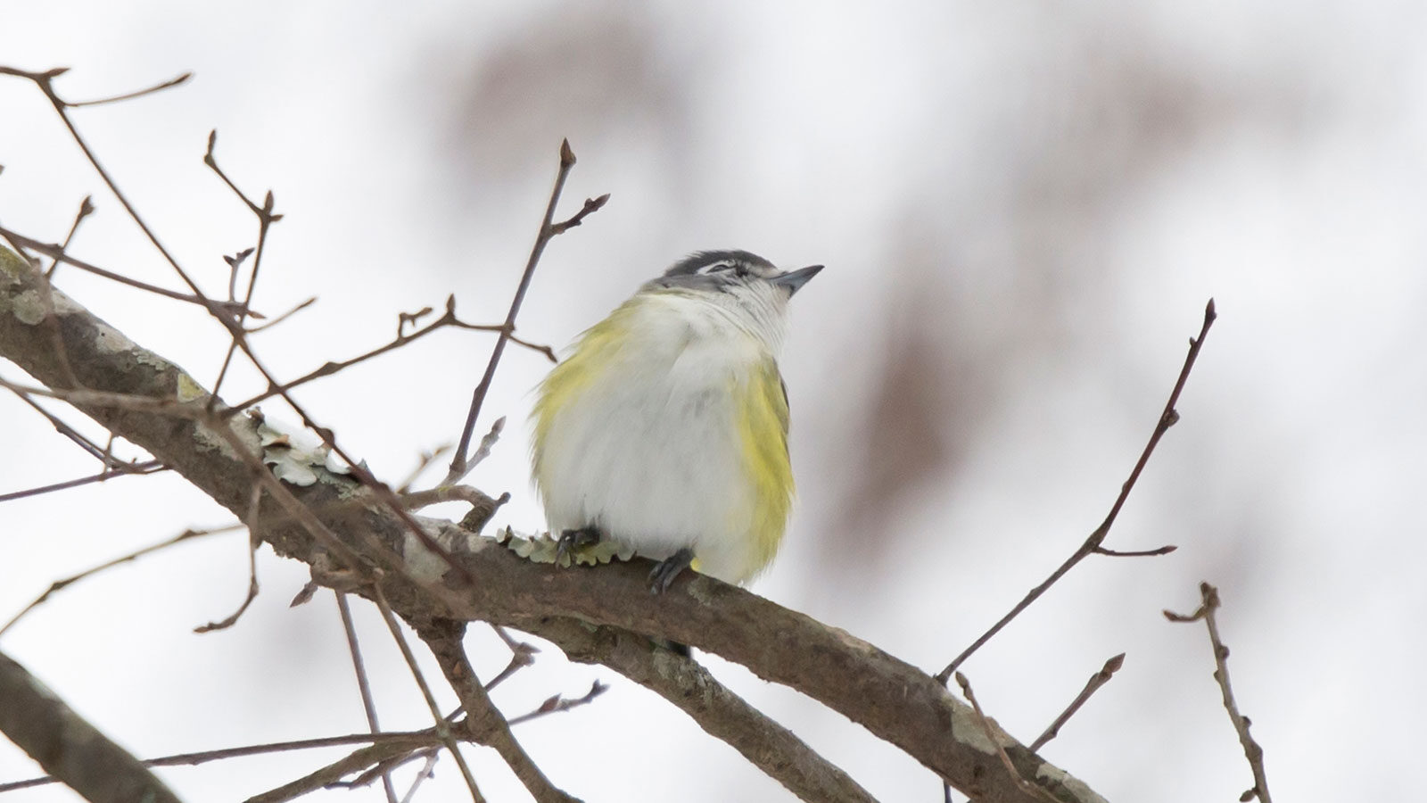 Blue-headed vireo perched on a branch