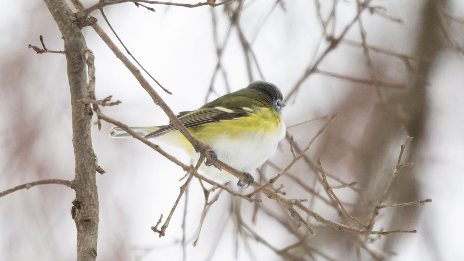 Blue-headed vireo perched on a bare branch