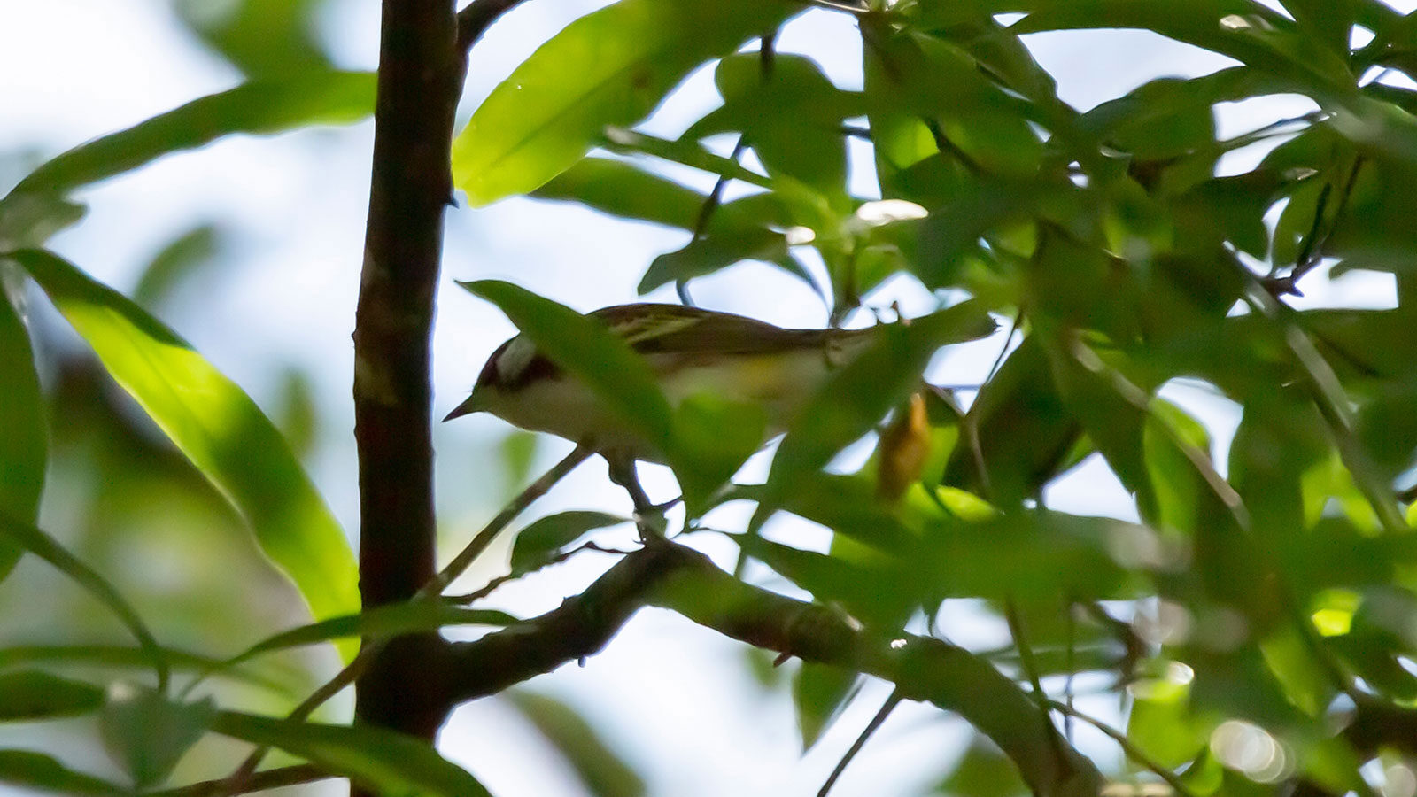 Partially hidden chestnut-sided warbler on a branch