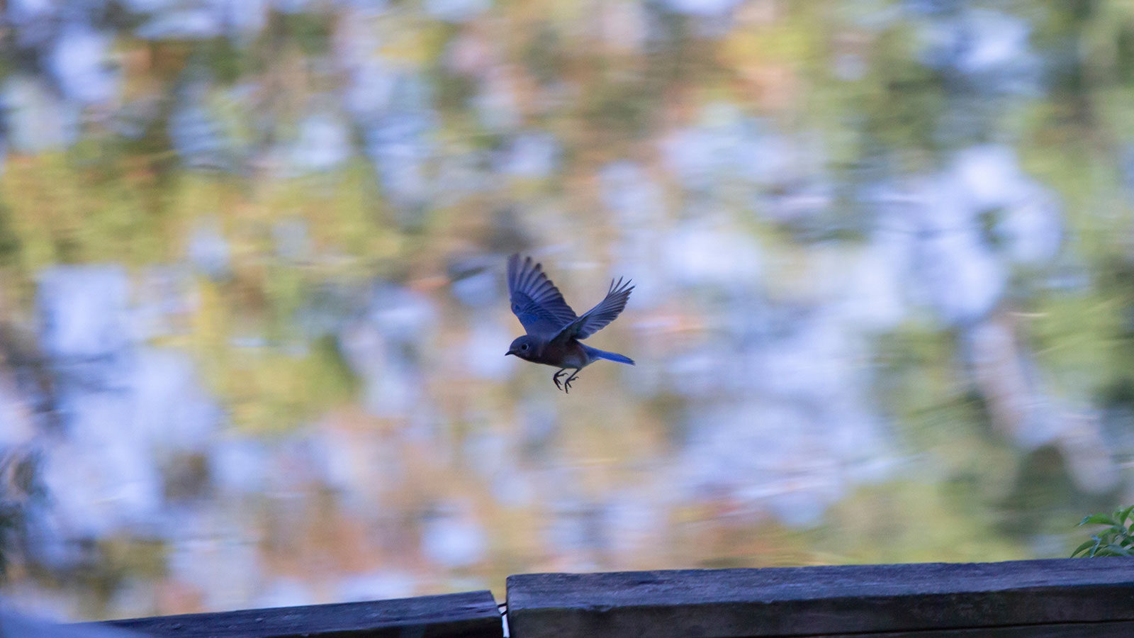 Eastern bluebird flying