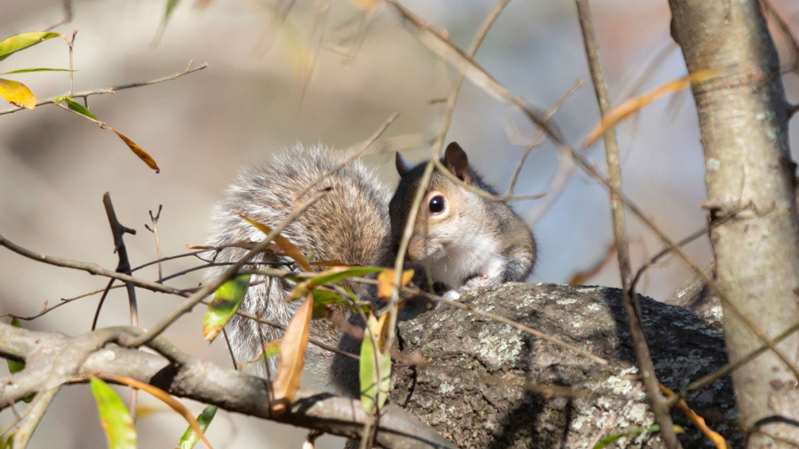 Eastern gray squirrel in a tree
