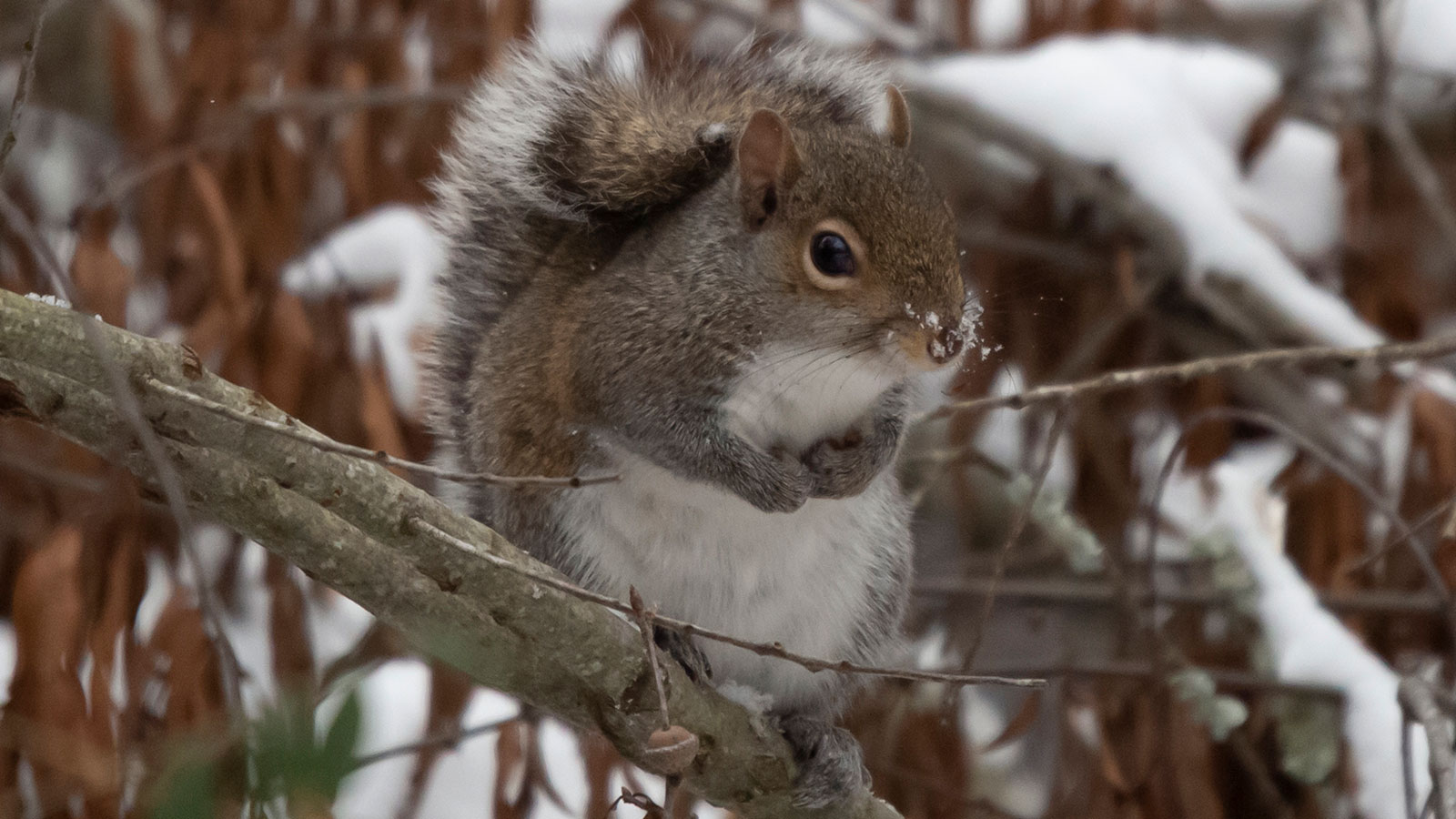 Eastern Gray Squirrels North Louisiana Wildlife