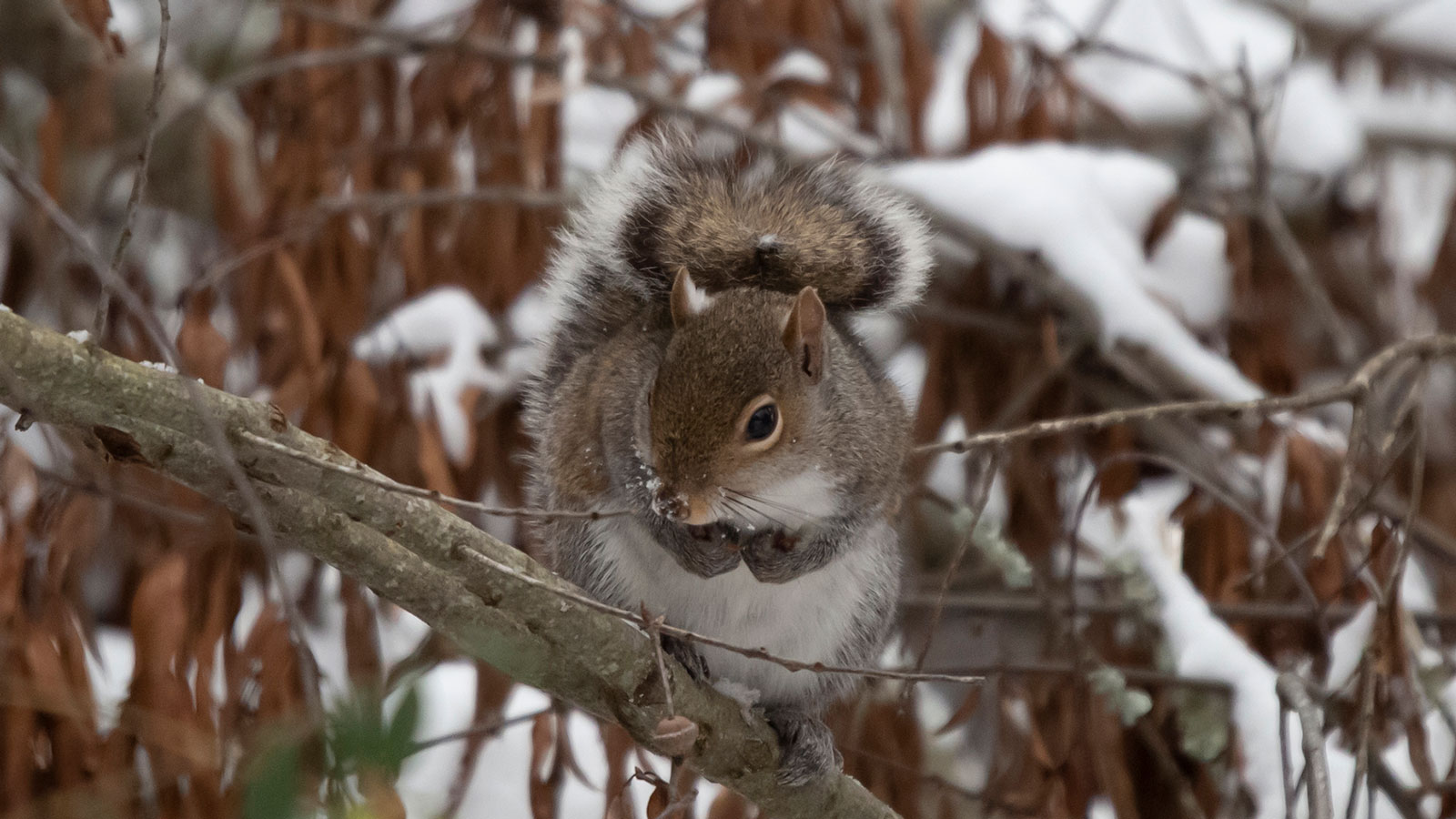 Squirrels in North Louisiana