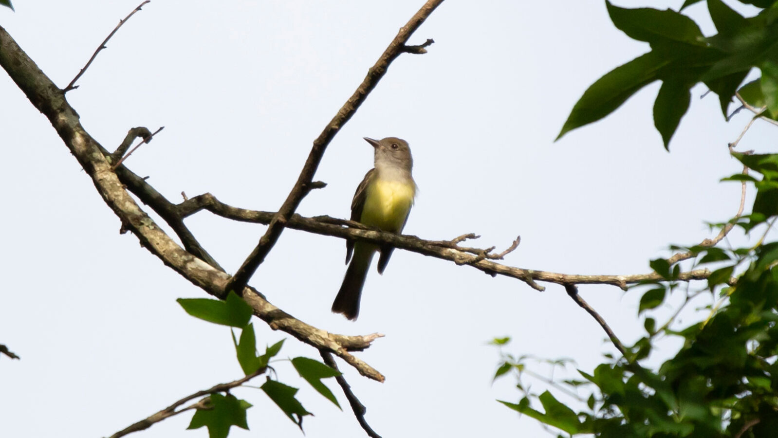 Great-crested flycatcher looking to the side
