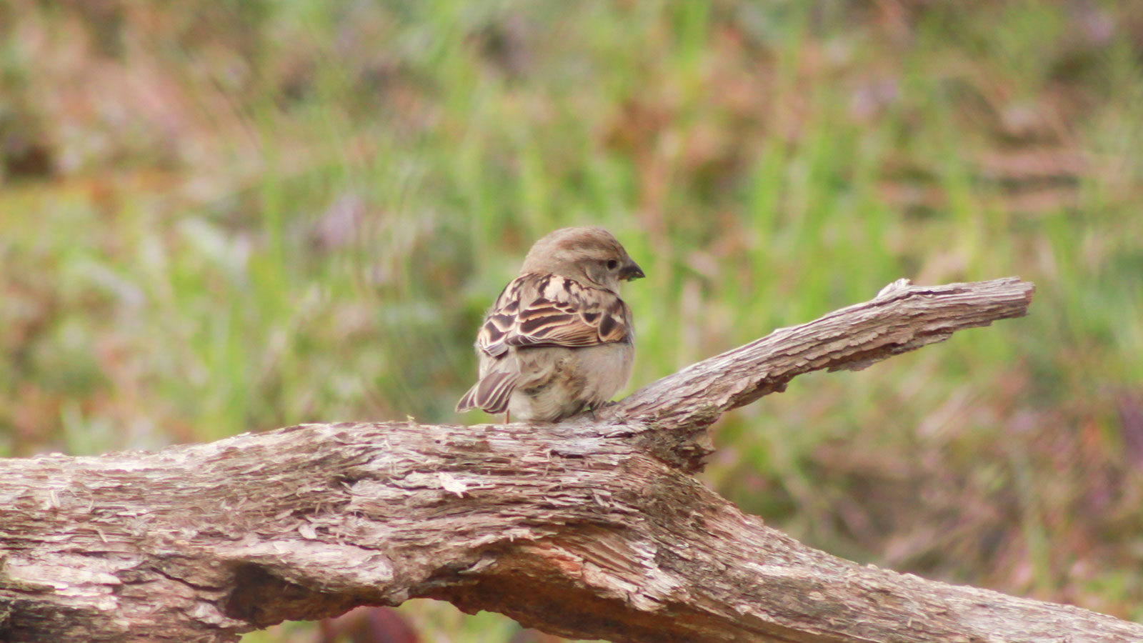 Female house sparrow on a fallen log