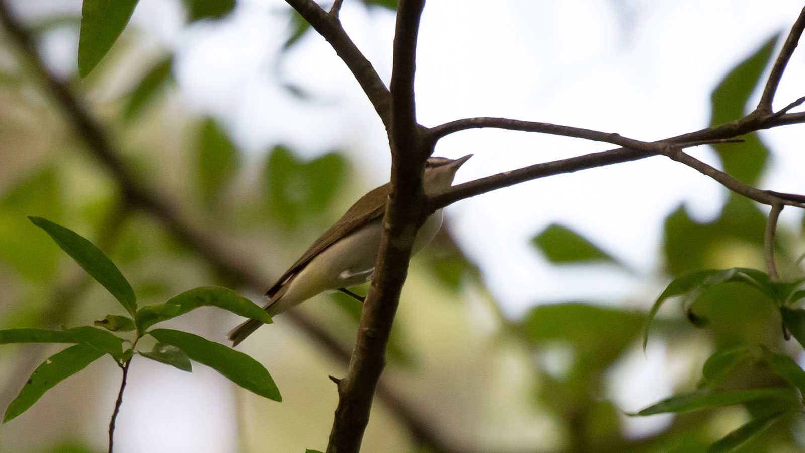 Red-eyed vireo peeking from behind a tree