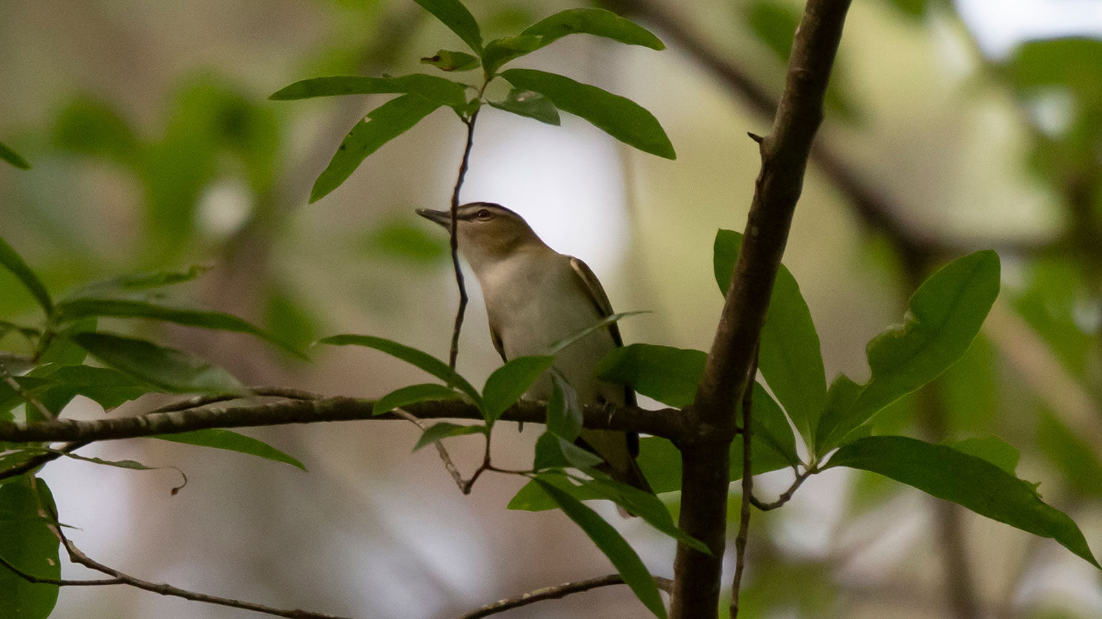 Red-eyed vireo looking out from its perch in a tree