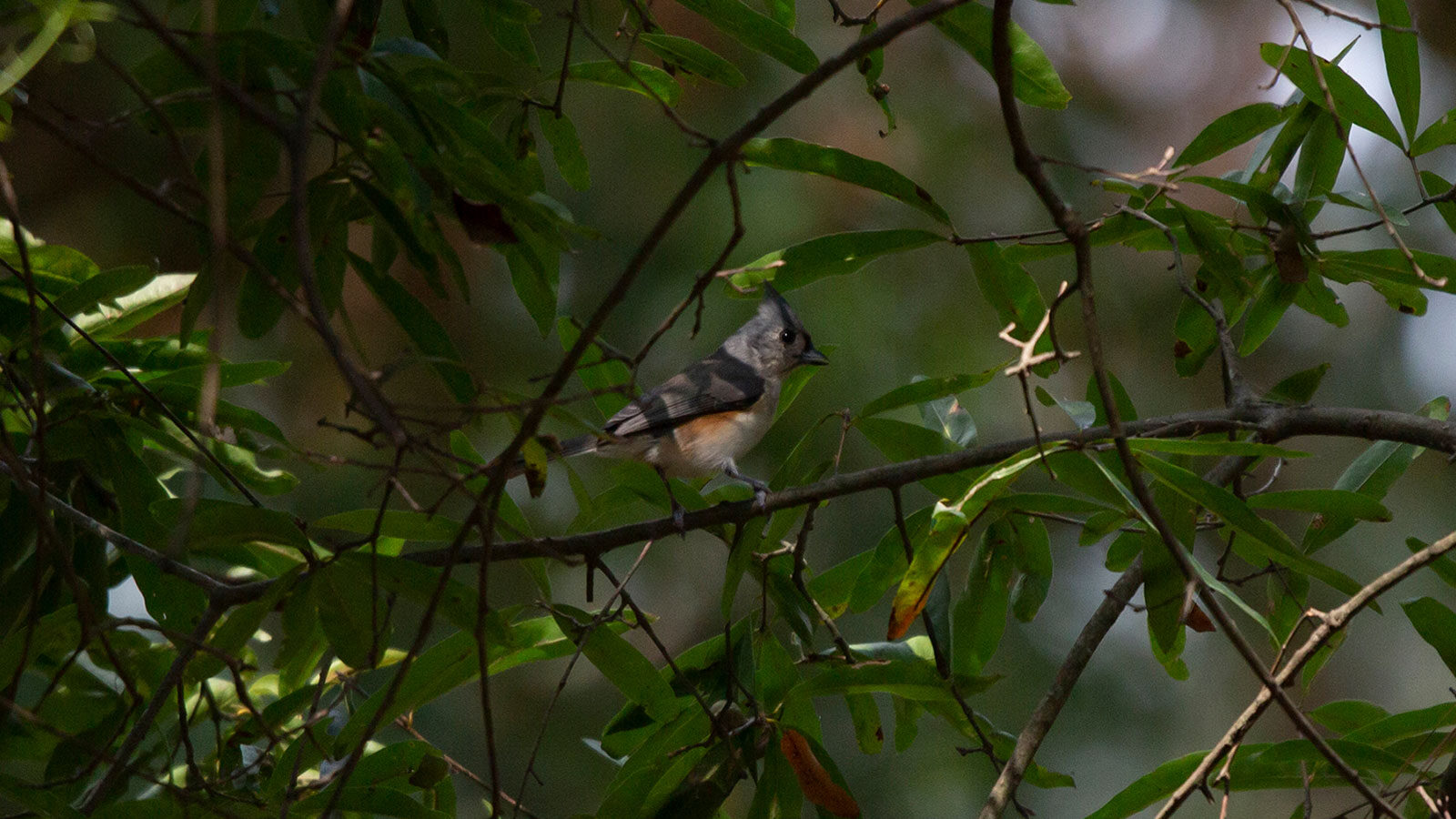 Tufted titmouse standing on a branch