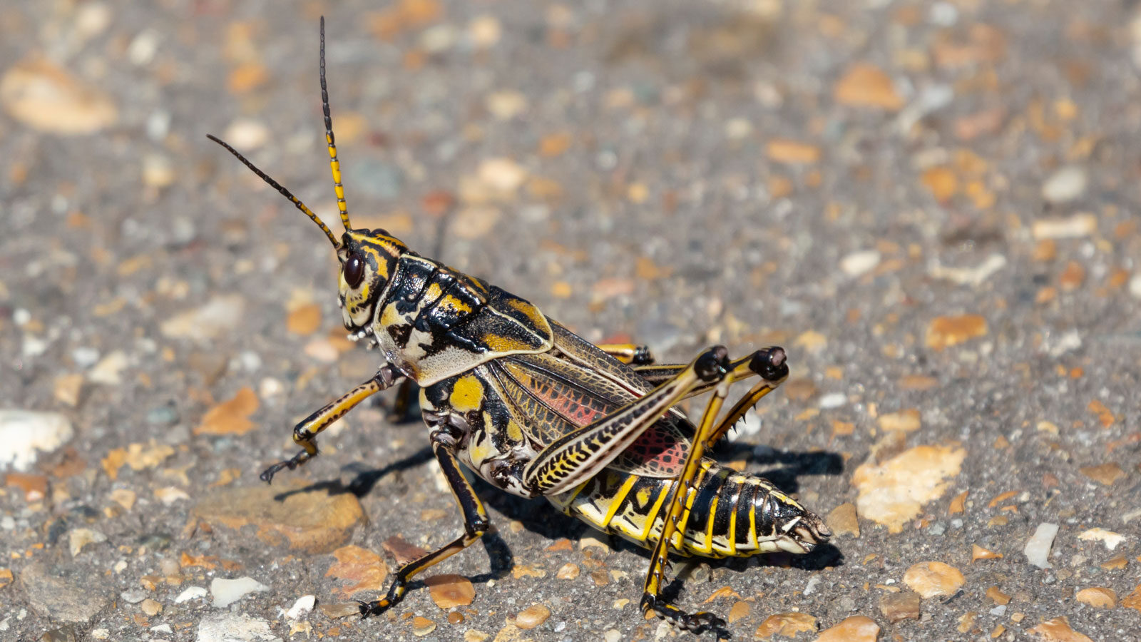 Adult eastern lubber grasshopper standing on concrete