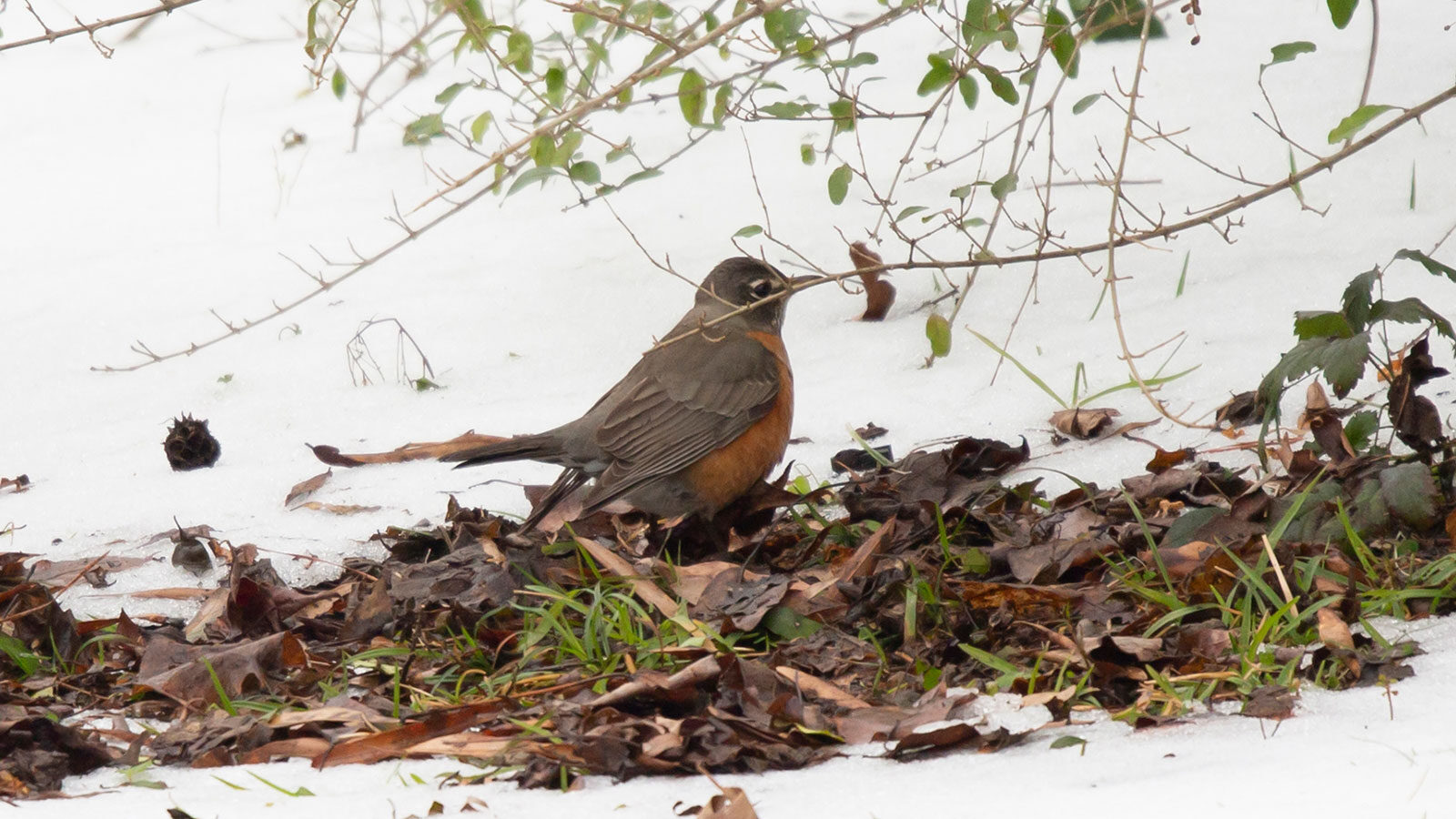 American robin standing on leaves on the ground surrounded by snow