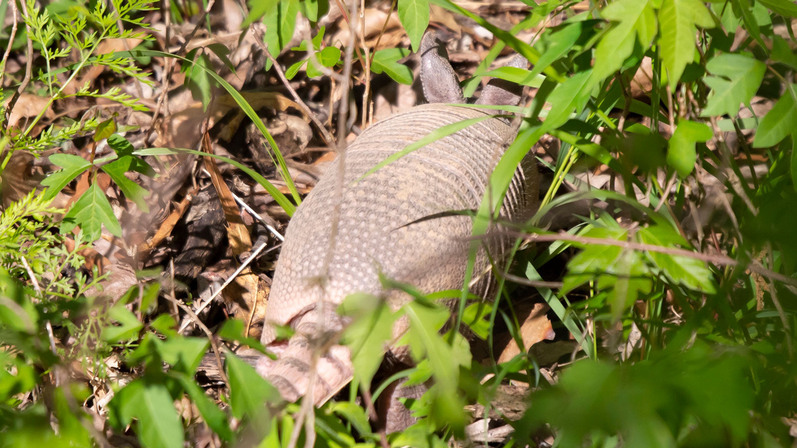 Young nine-banded armadillo foraging in overgrowth