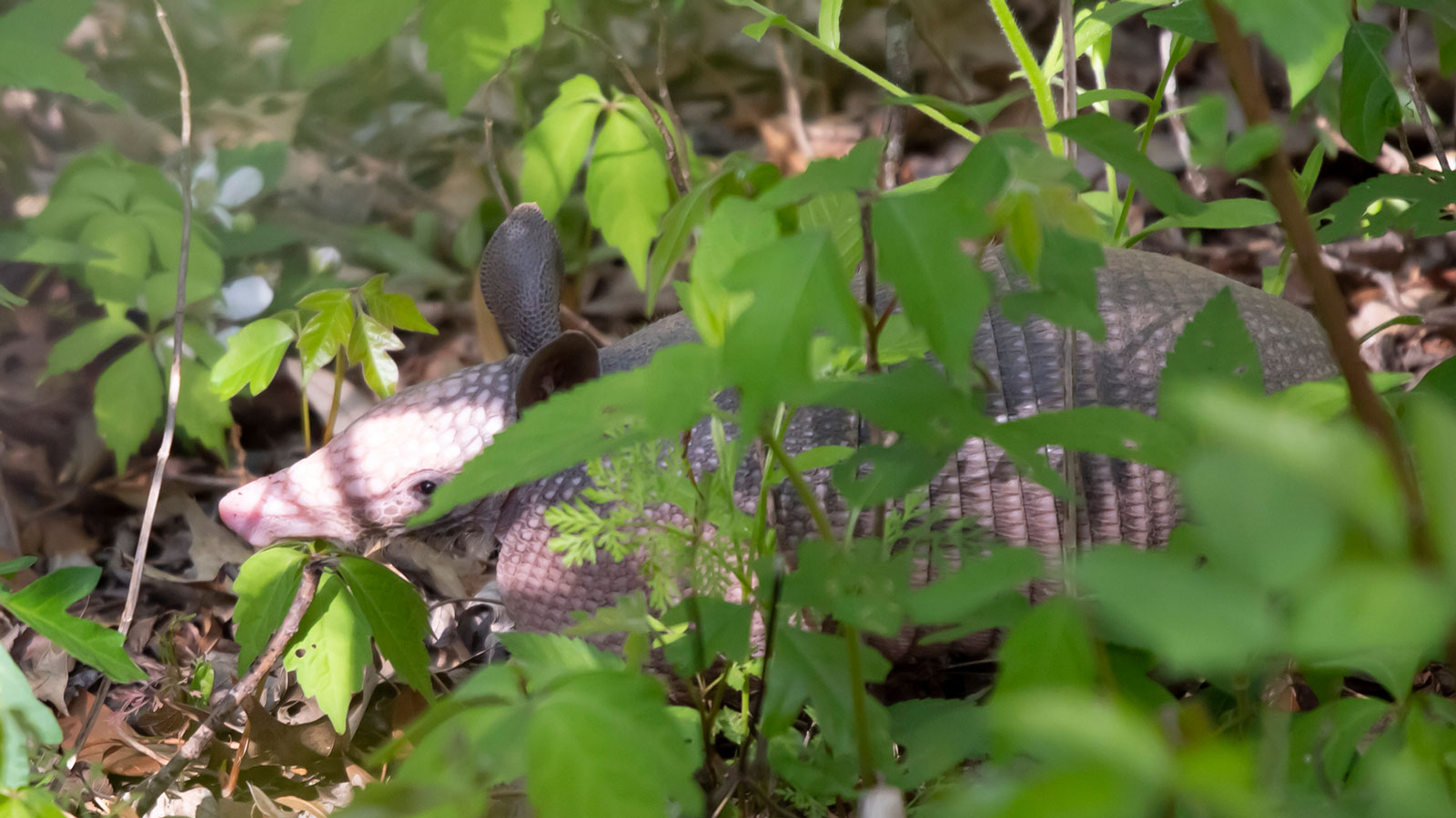 Nine-Banded armadillo partially hidden behind leaves
