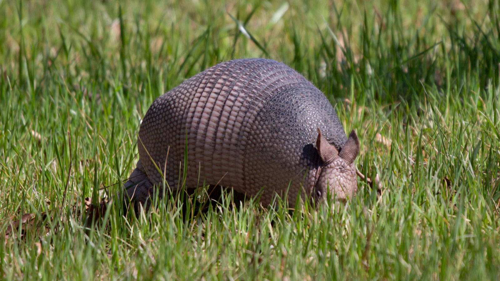 Nine-Banded armadillo foraging in grass
