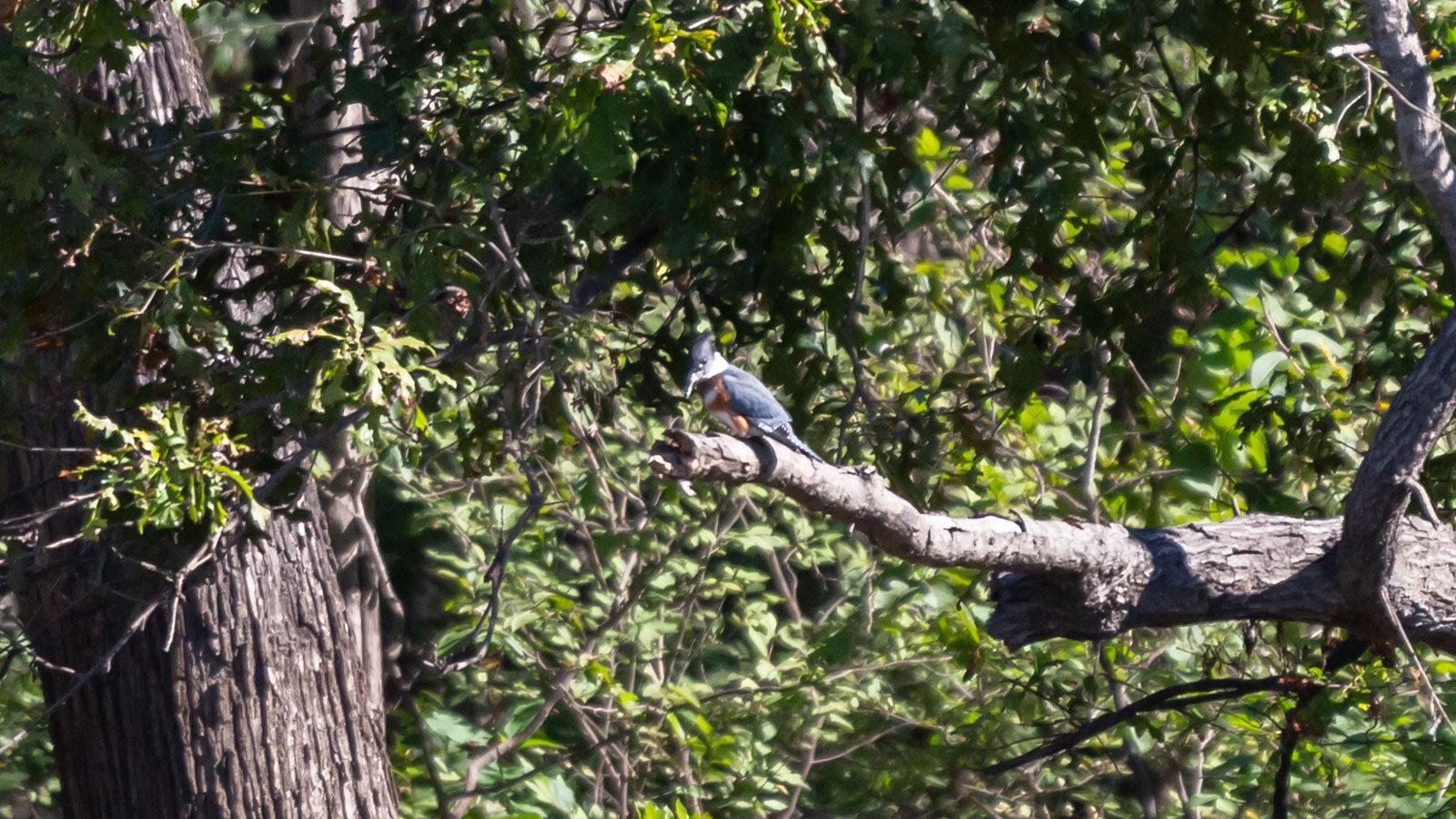 Belted kingfisher looking down